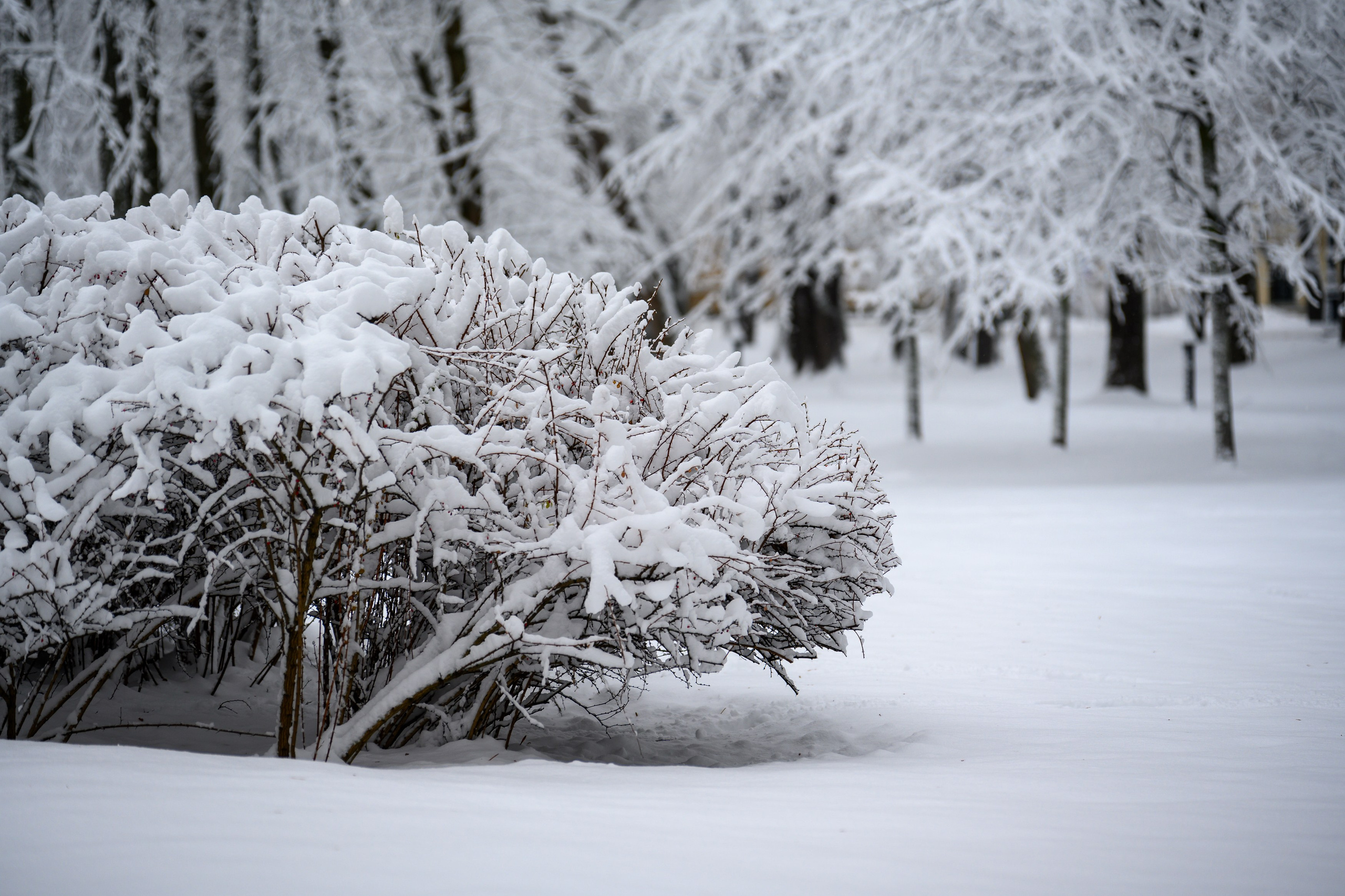Landscape, nature, plants, details of the world around us. Personal website of photographer Dmitry Raikin