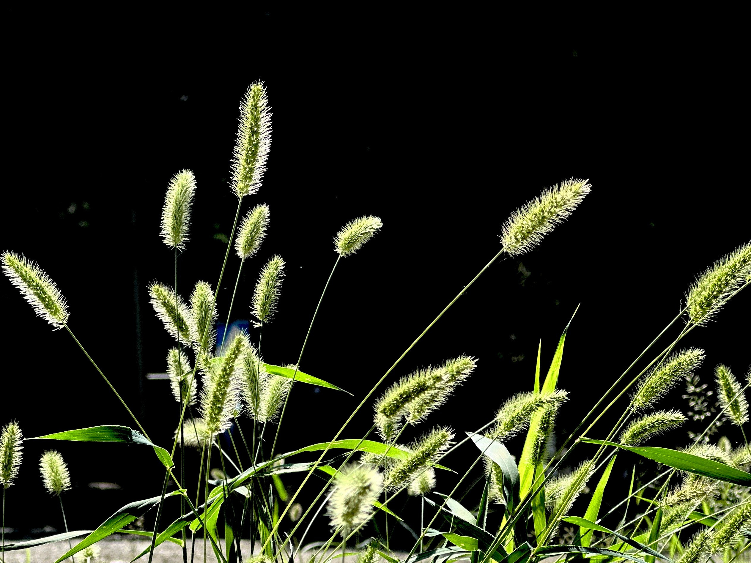 Флора и фауна. Смотри, красота!