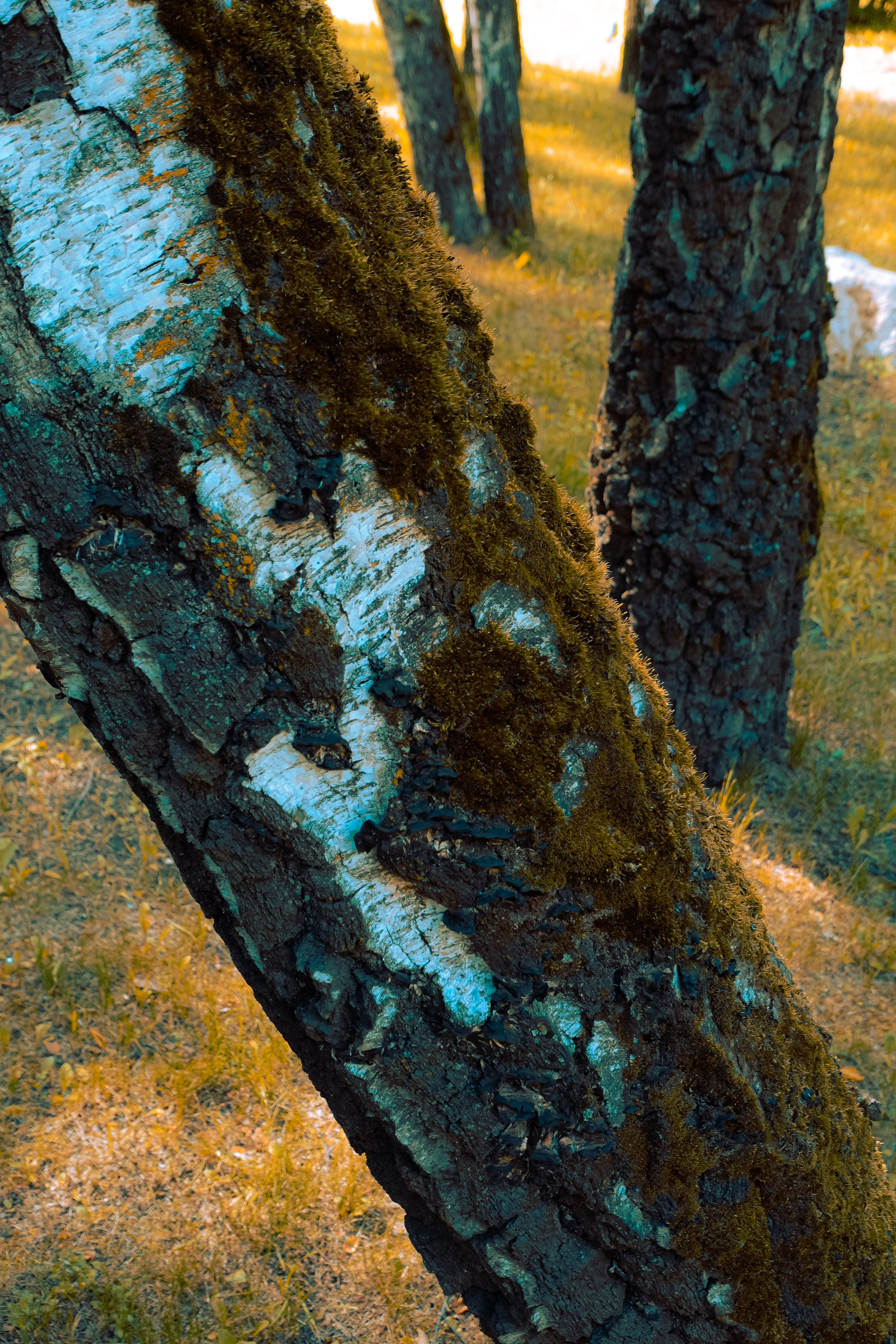 Парк Хуамин. Фотограф Алиса Аспер