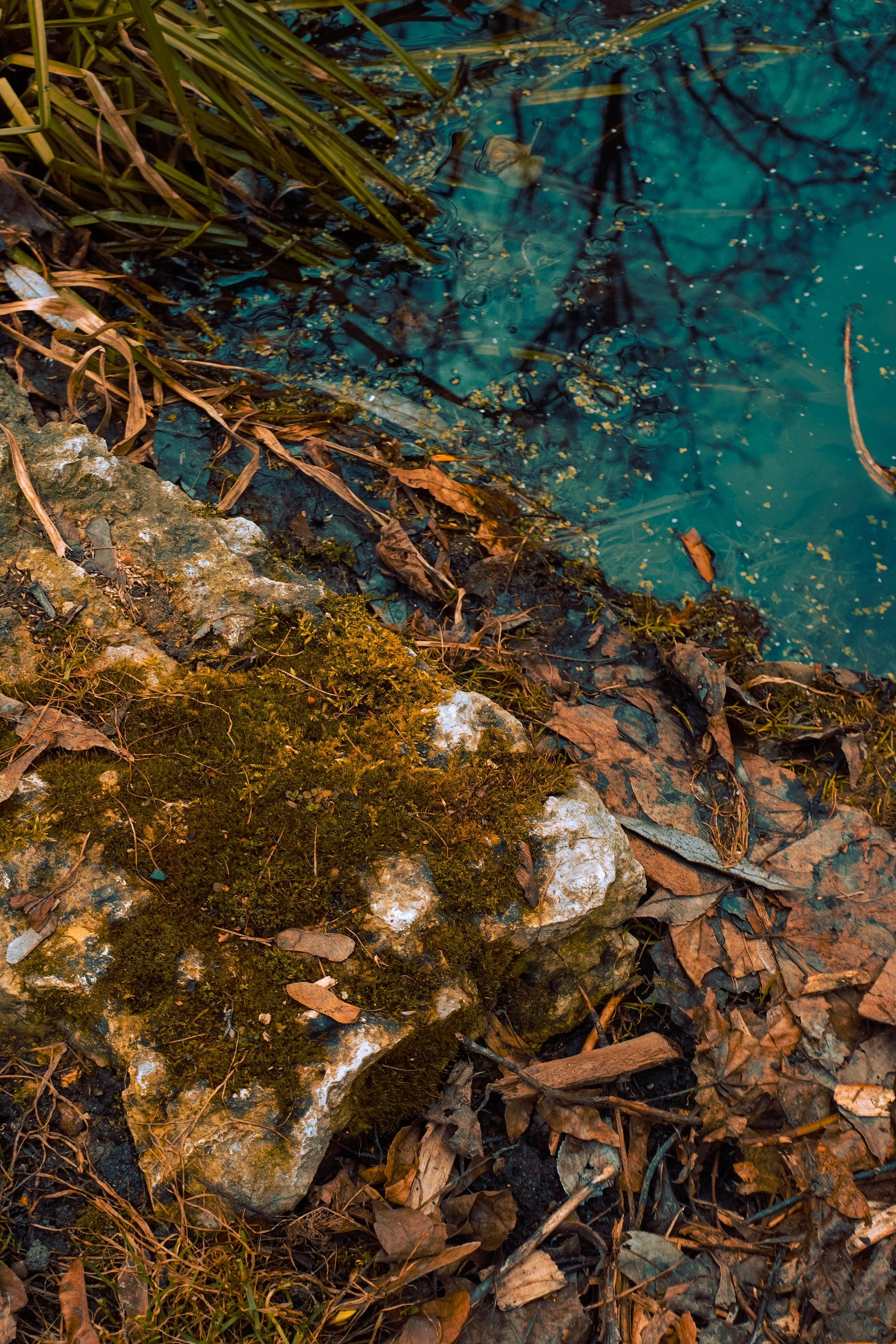 Ботанический сад. Фотограф Алиса Аспер