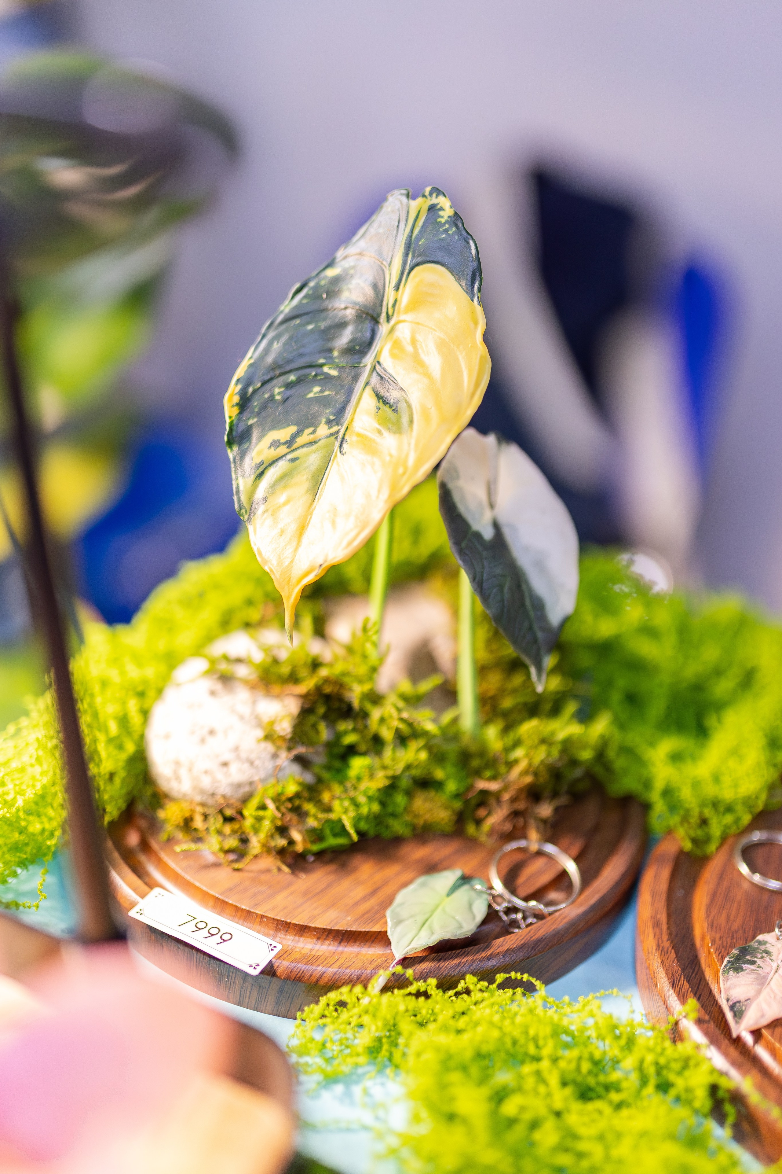 Монстериум апрель 2026. Александра Куликова фотограф, Москва