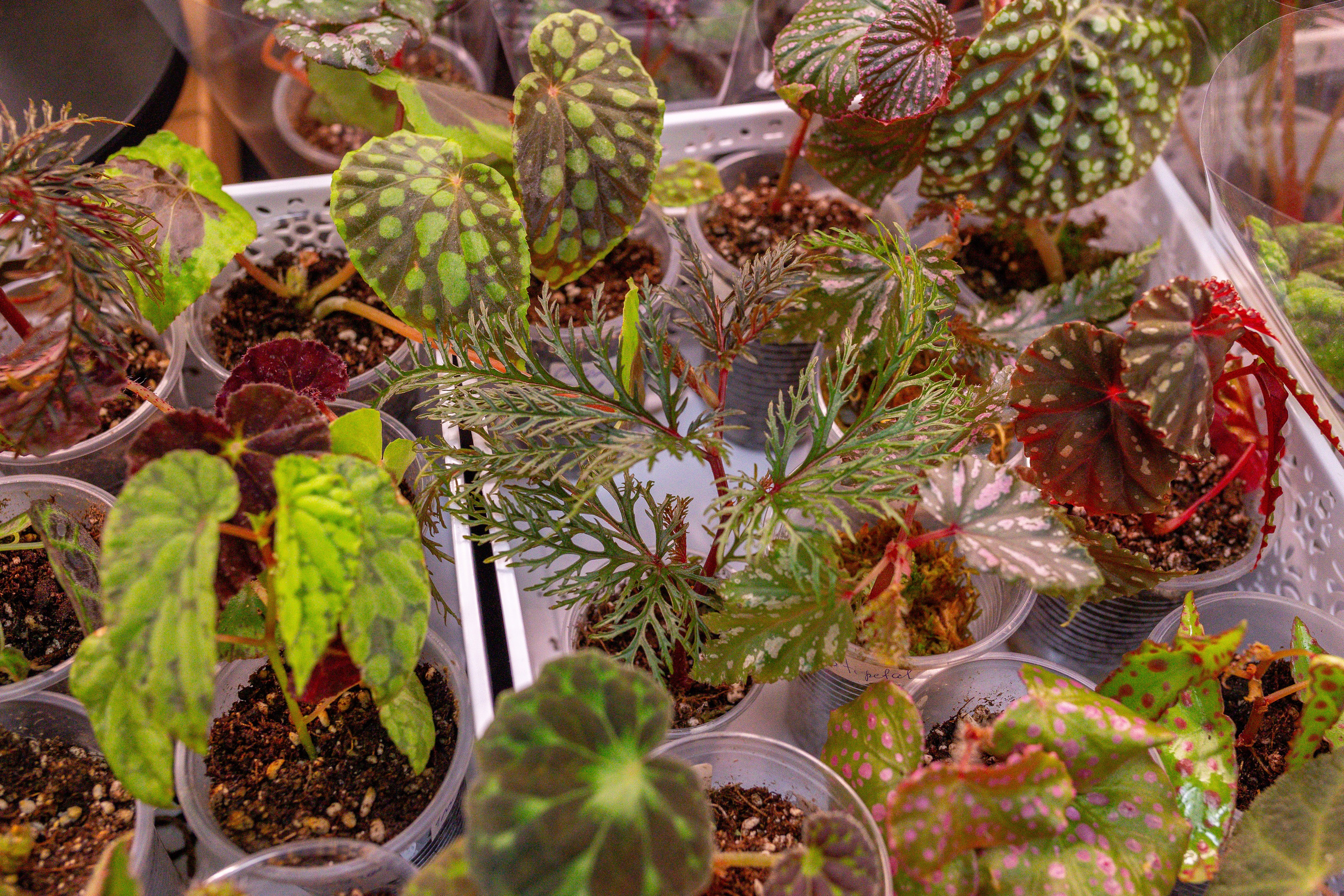 Монстериум 11–12 октября. Александра Куликова фотограф, Москва