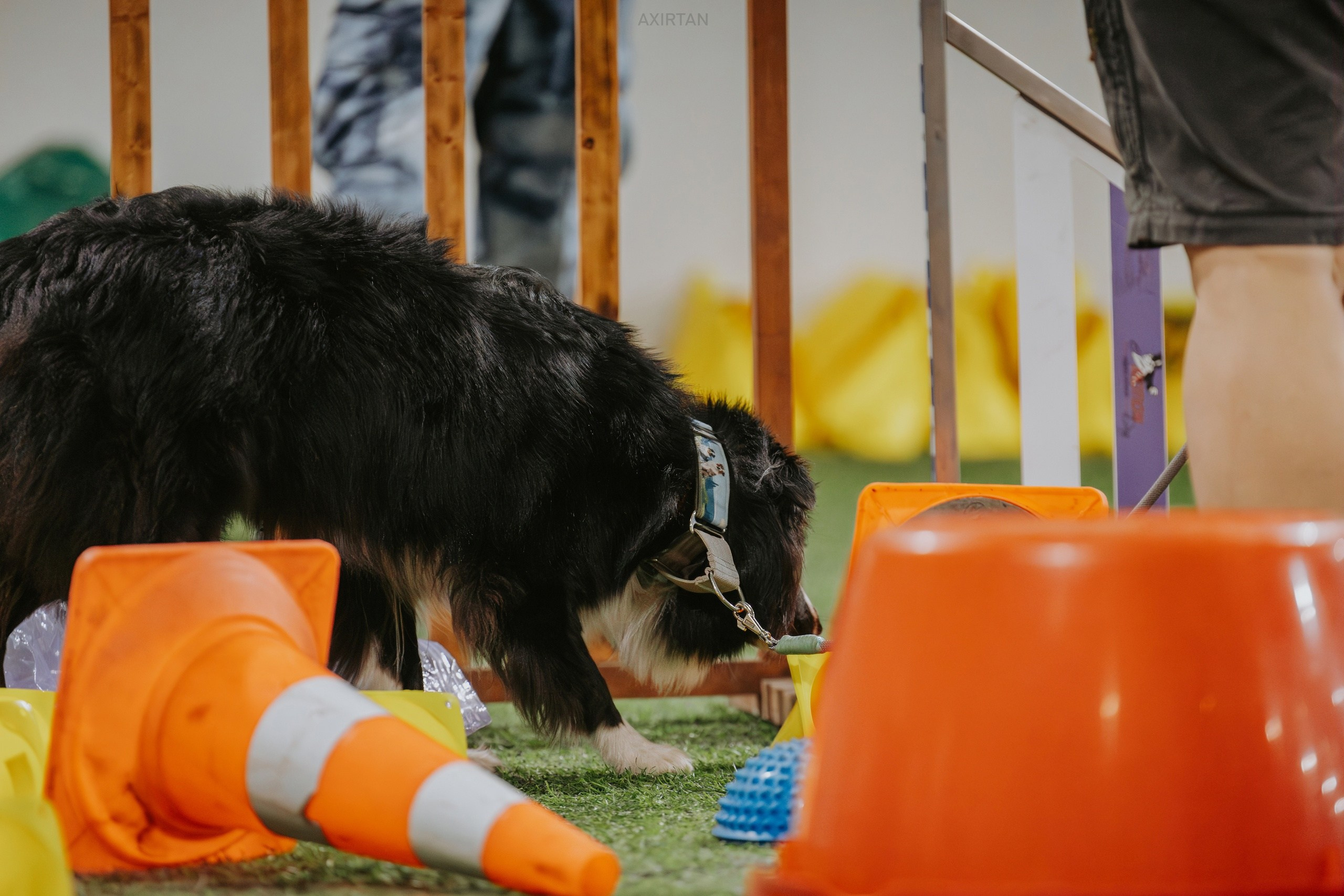 Хава. BLGKV питомник собак