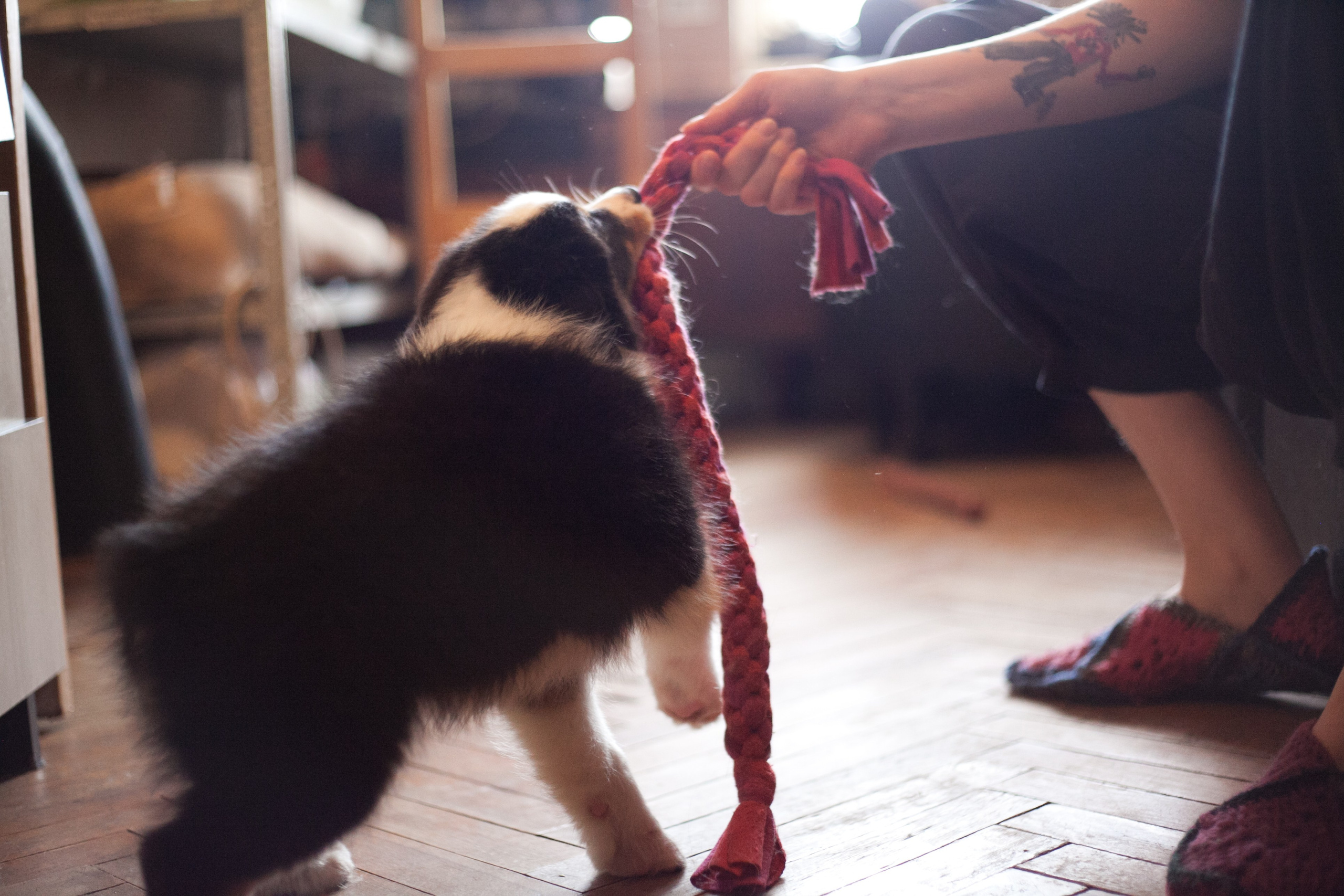 Рыся. BLGKV питомник собак