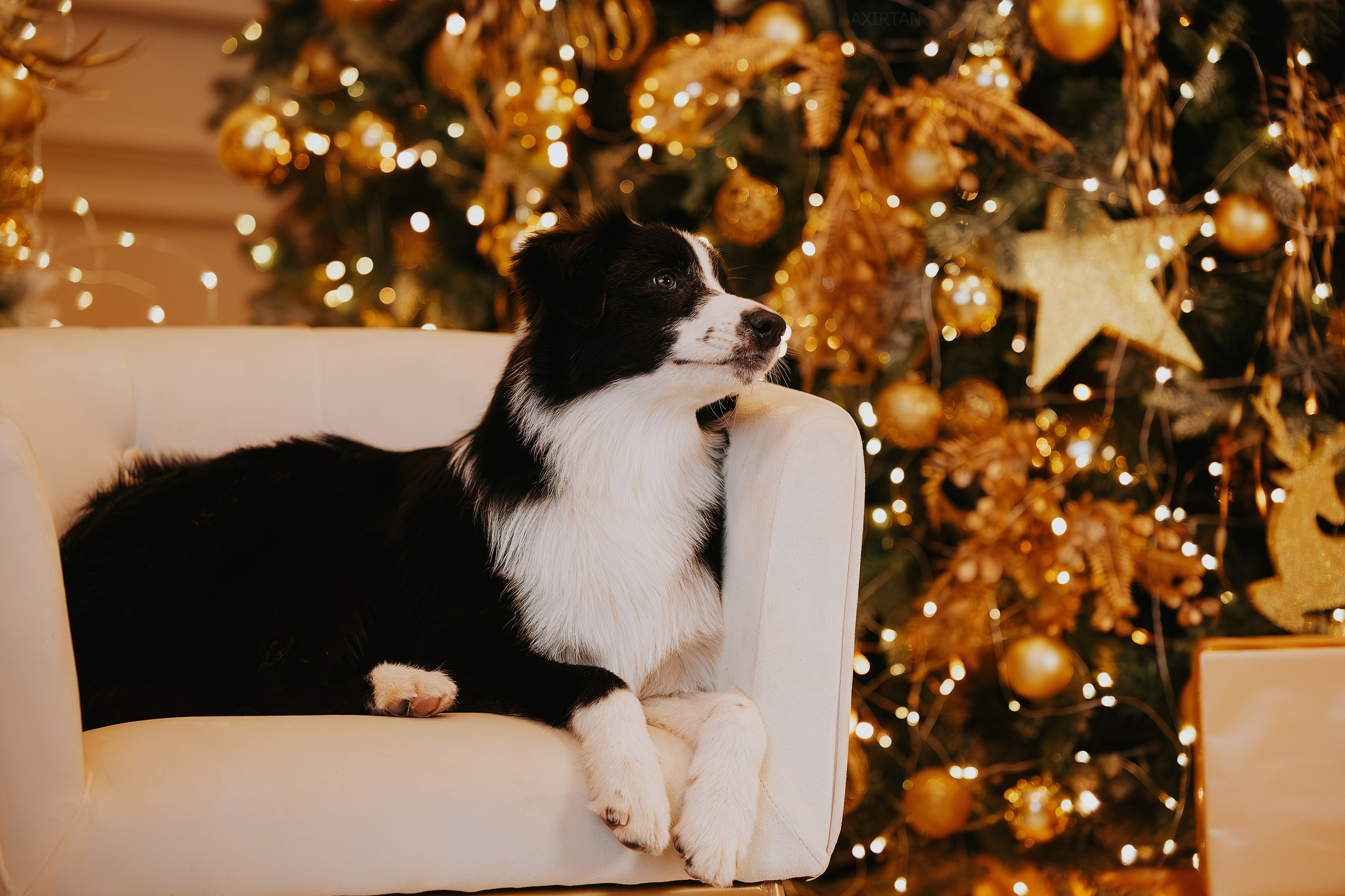 Кубрау. BLGKV питомник собак