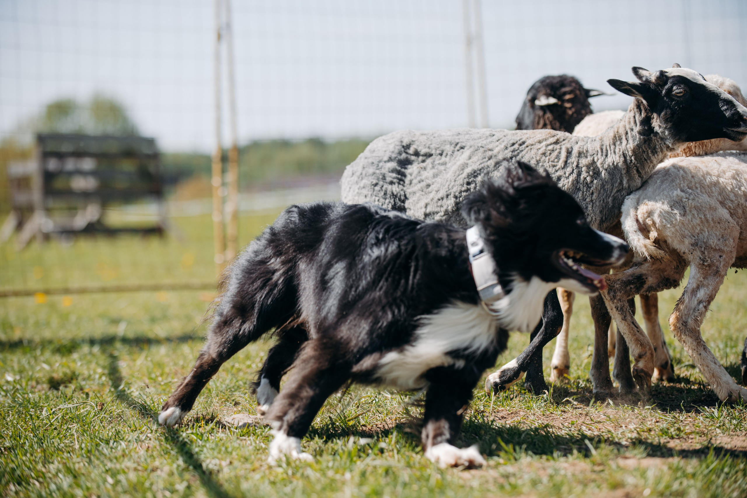 Хава. BLGKV питомник собак