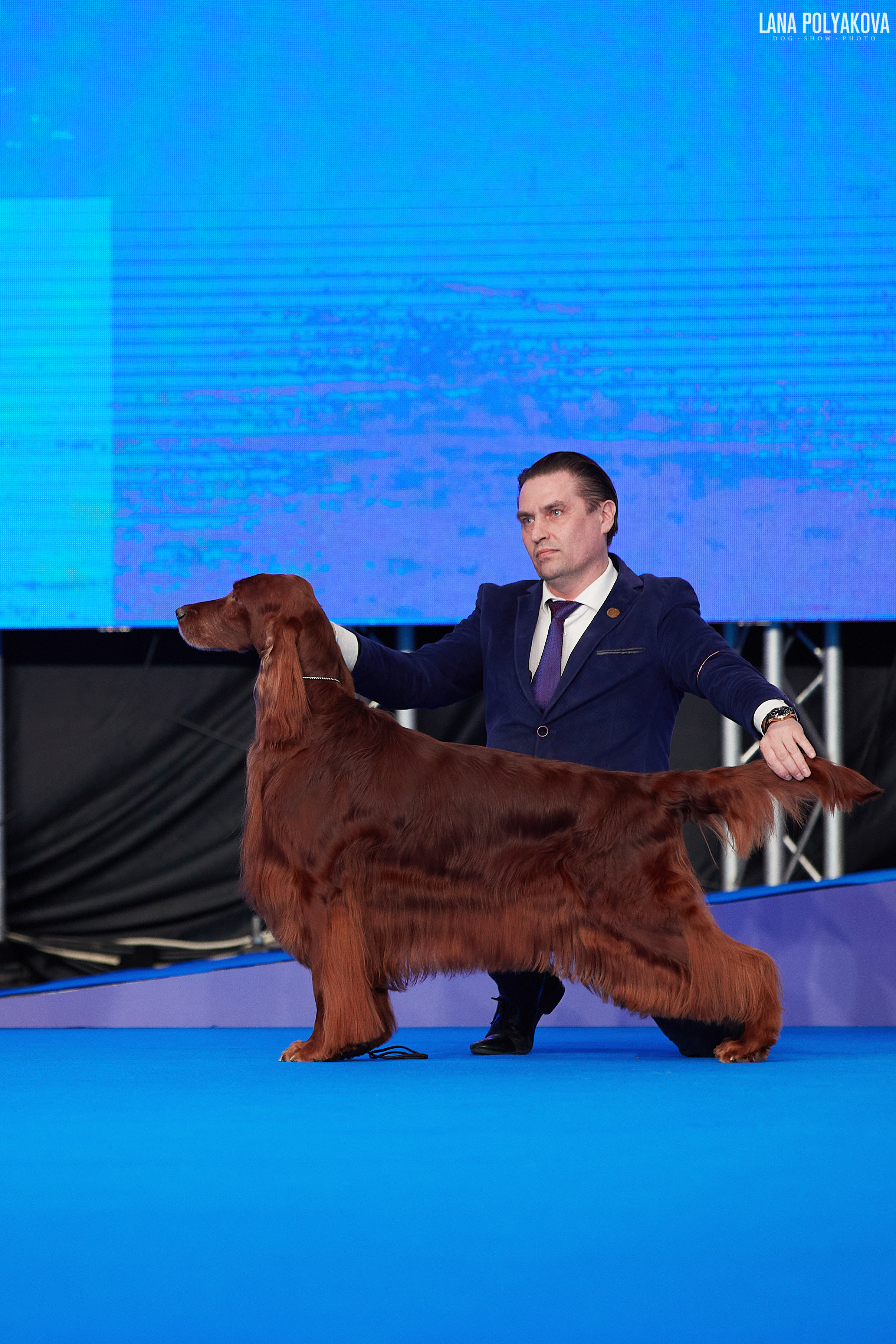 Съемки на выставке. ЕВРАЗИЯ 2021, 2 x CACIB МВЦ КРОКУС ЭКСПО. Фотограф: Лана Полякова