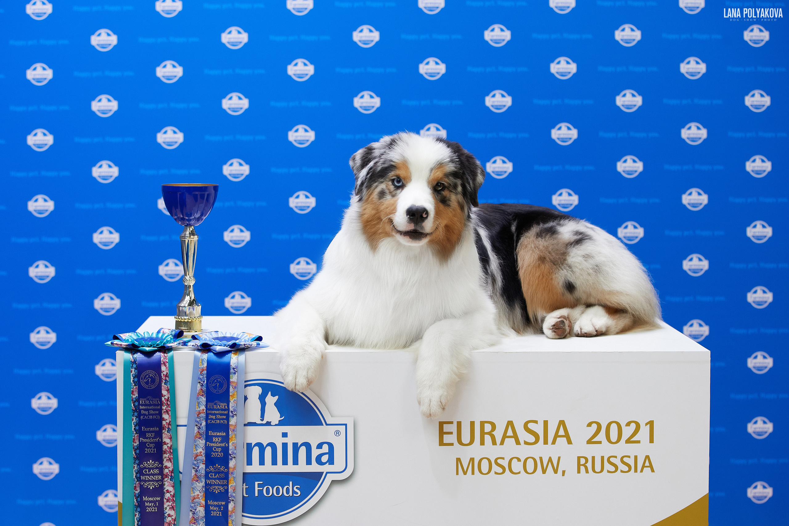 Съемки на выставке. ЕВРАЗИЯ 2021, 2 x CACIB МВЦ КРОКУС ЭКСПО. Фотограф: Лана Полякова