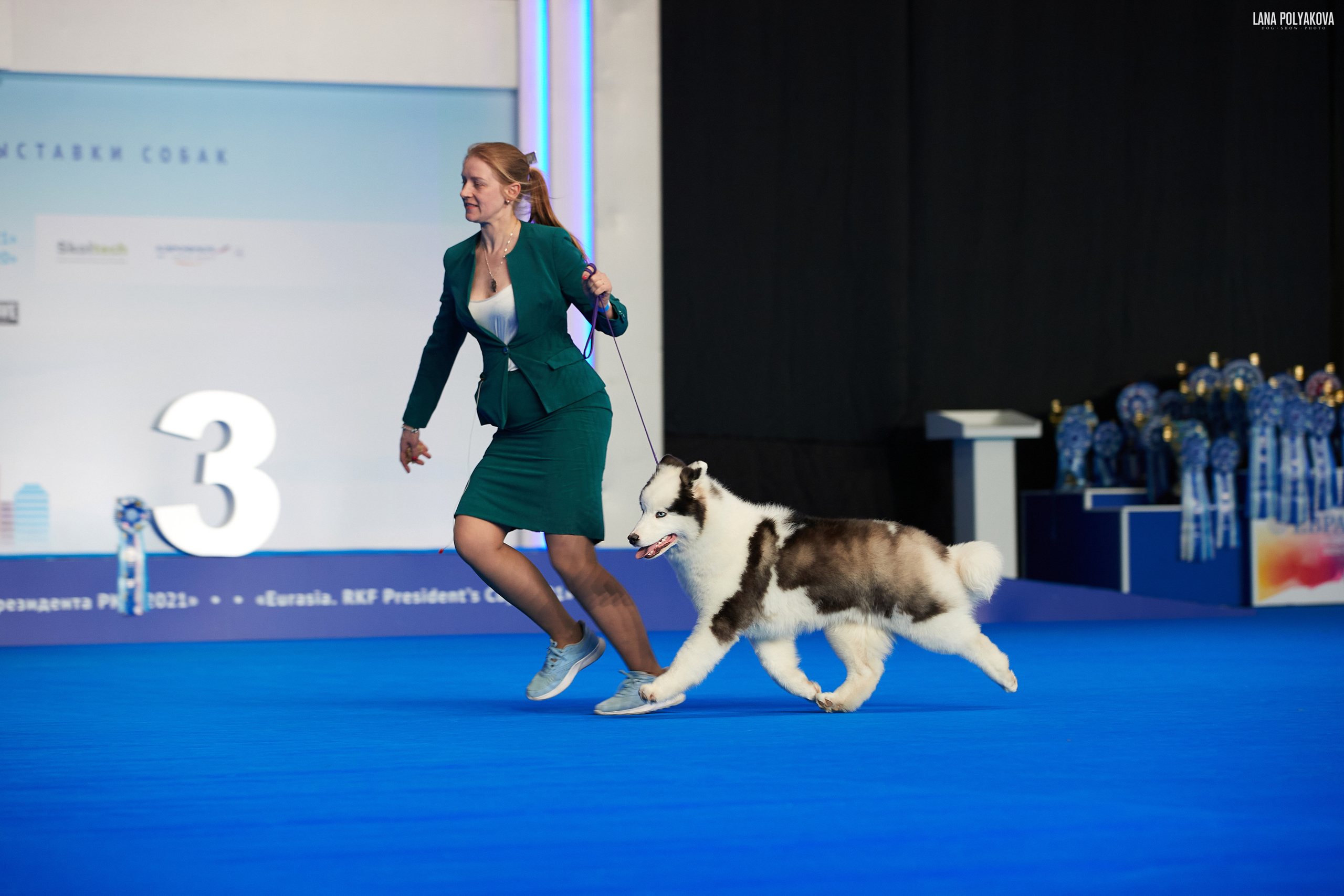 Съемки на выставке. ЕВРАЗИЯ 2021, 2 x CACIB МВЦ КРОКУС ЭКСПО. Фотограф: Лана Полякова