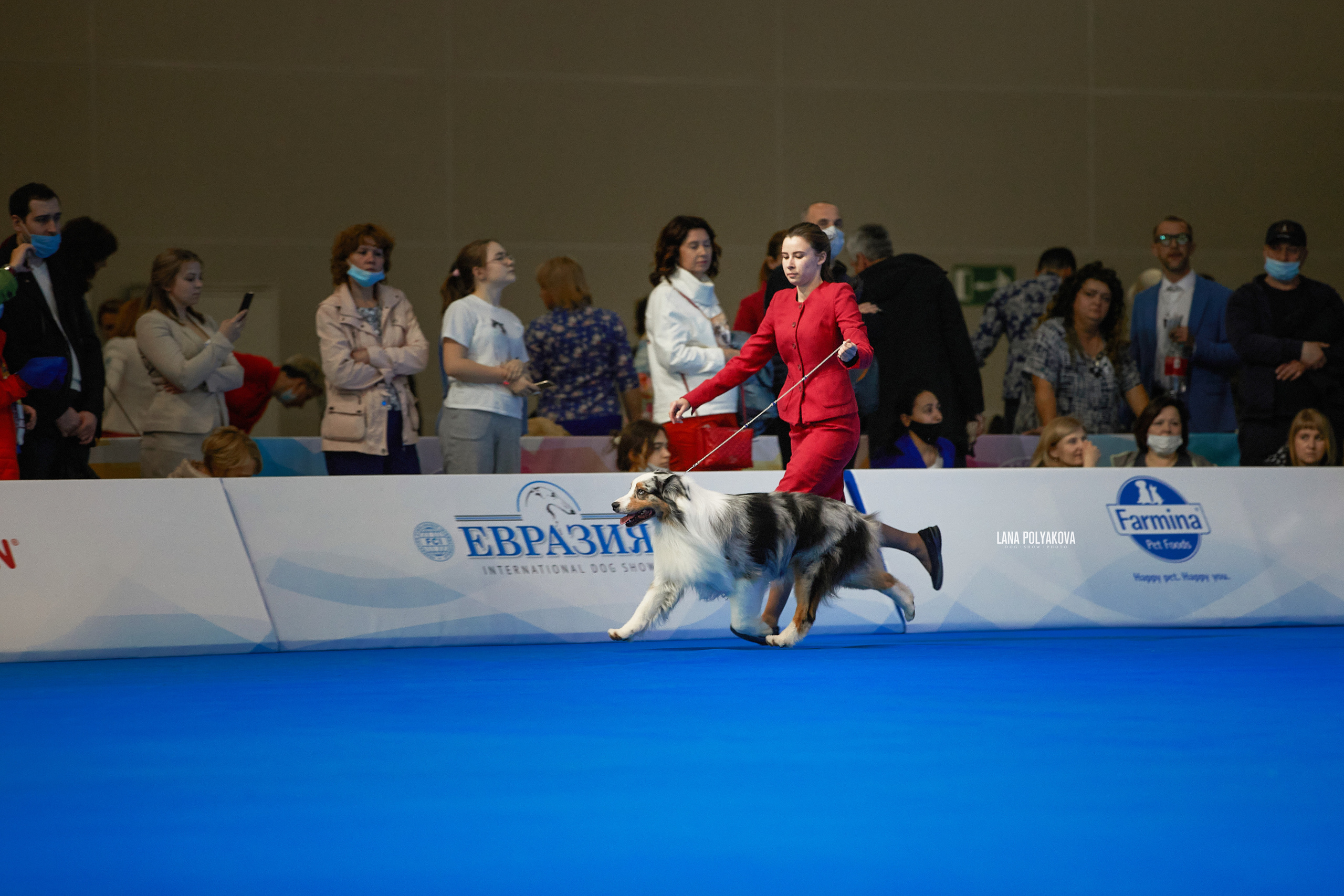 Съемки на выставке. ЕВРАЗИЯ 2021, 2 x CACIB МВЦ КРОКУС ЭКСПО. Фотограф: Лана Полякова