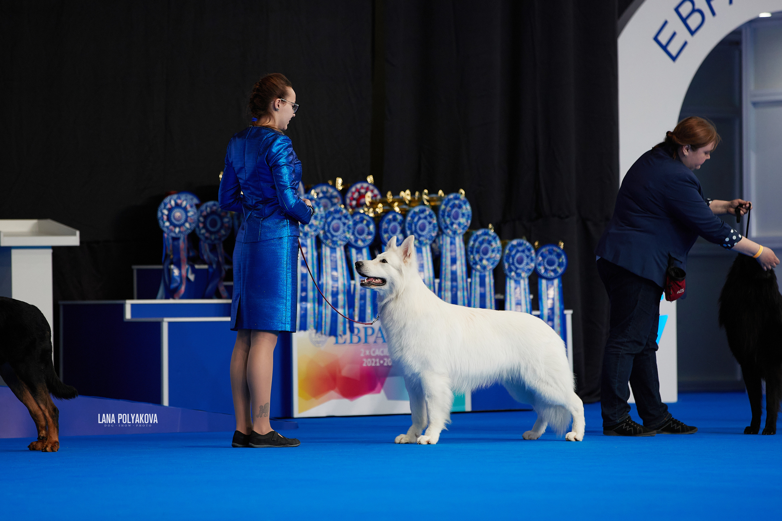 Съемки на выставке. ЕВРАЗИЯ 2021, 2 x CACIB МВЦ КРОКУС ЭКСПО. Фотограф: Лана Полякова