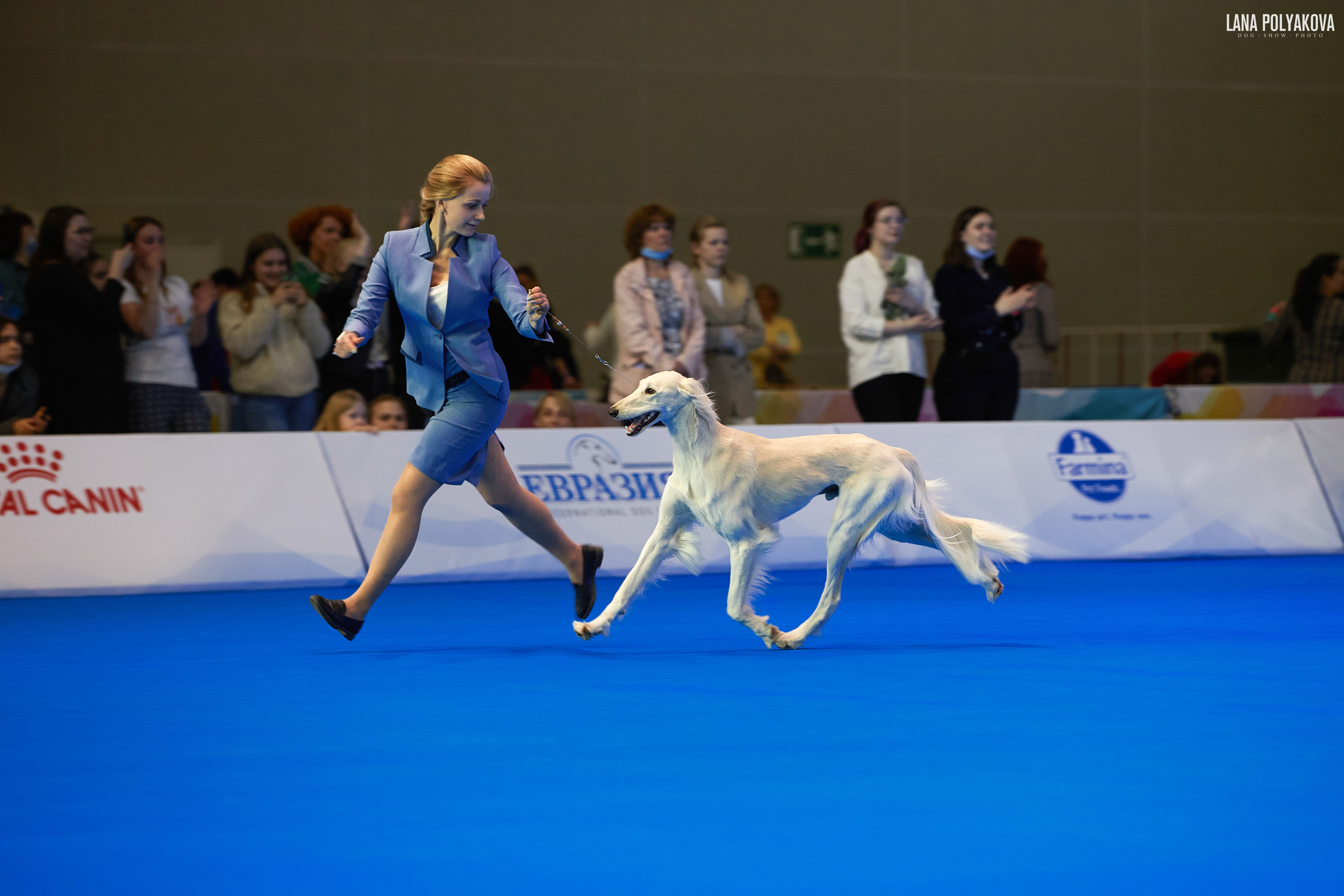 Съемки на выставке. ЕВРАЗИЯ 2021, 2 x CACIB МВЦ КРОКУС ЭКСПО. Фотограф: Лана Полякова