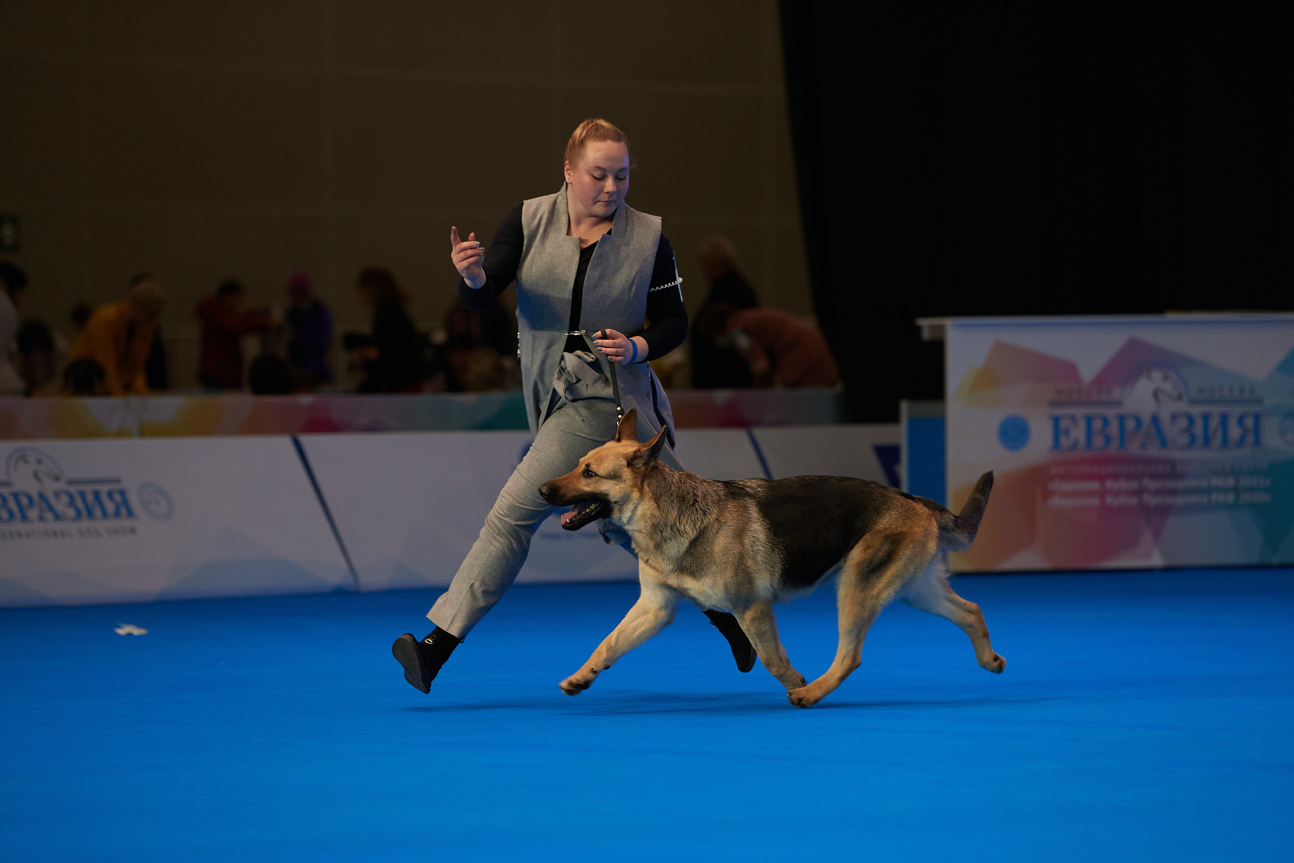 Съемки на выставке. ЕВРАЗИЯ 2021, 2 x CACIB МВЦ КРОКУС ЭКСПО. Фотограф: Лана Полякова