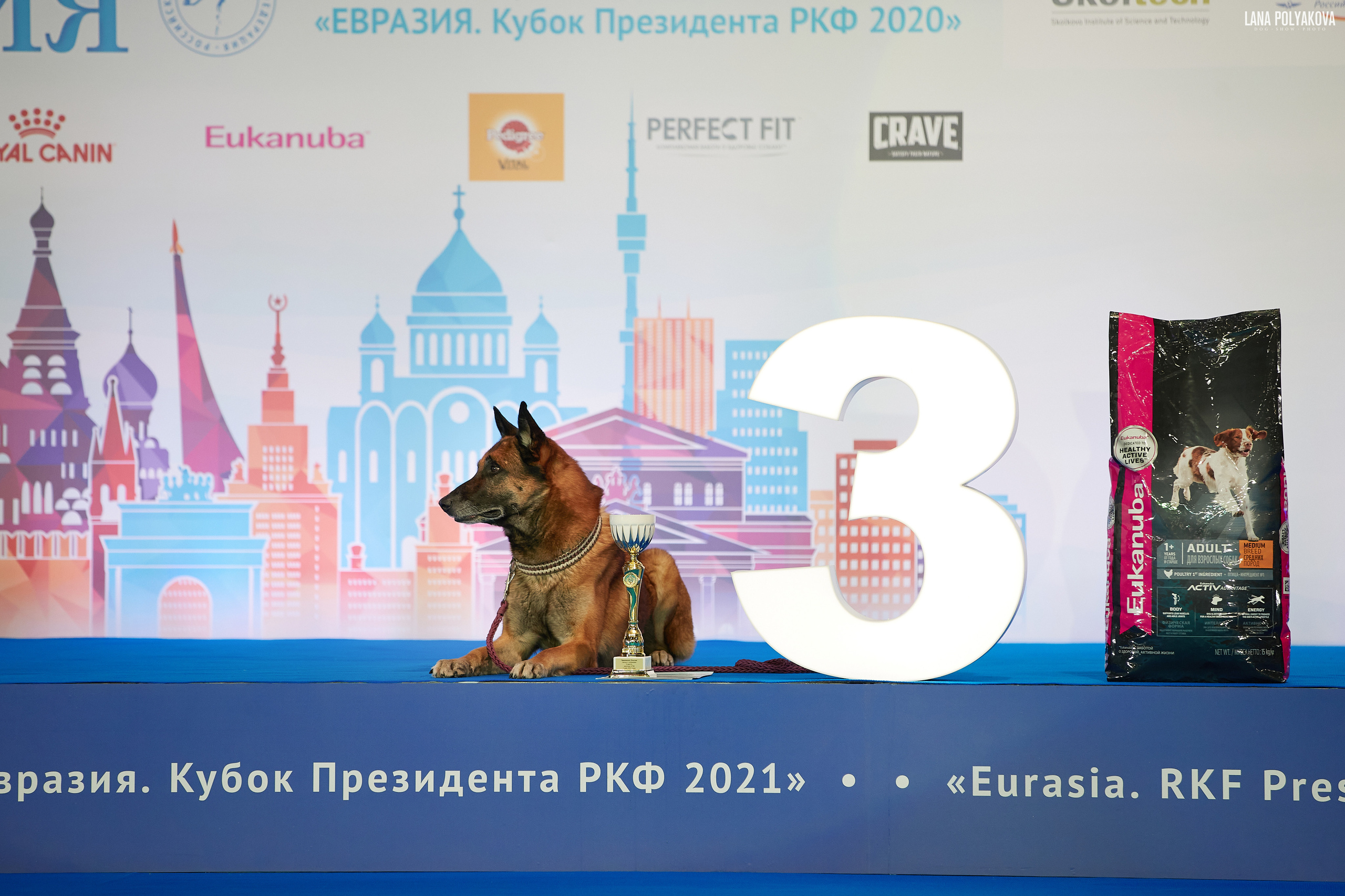 Съемки на выставке. ЕВРАЗИЯ 2021, 2 x CACIB МВЦ КРОКУС ЭКСПО. Фотограф: Лана Полякова