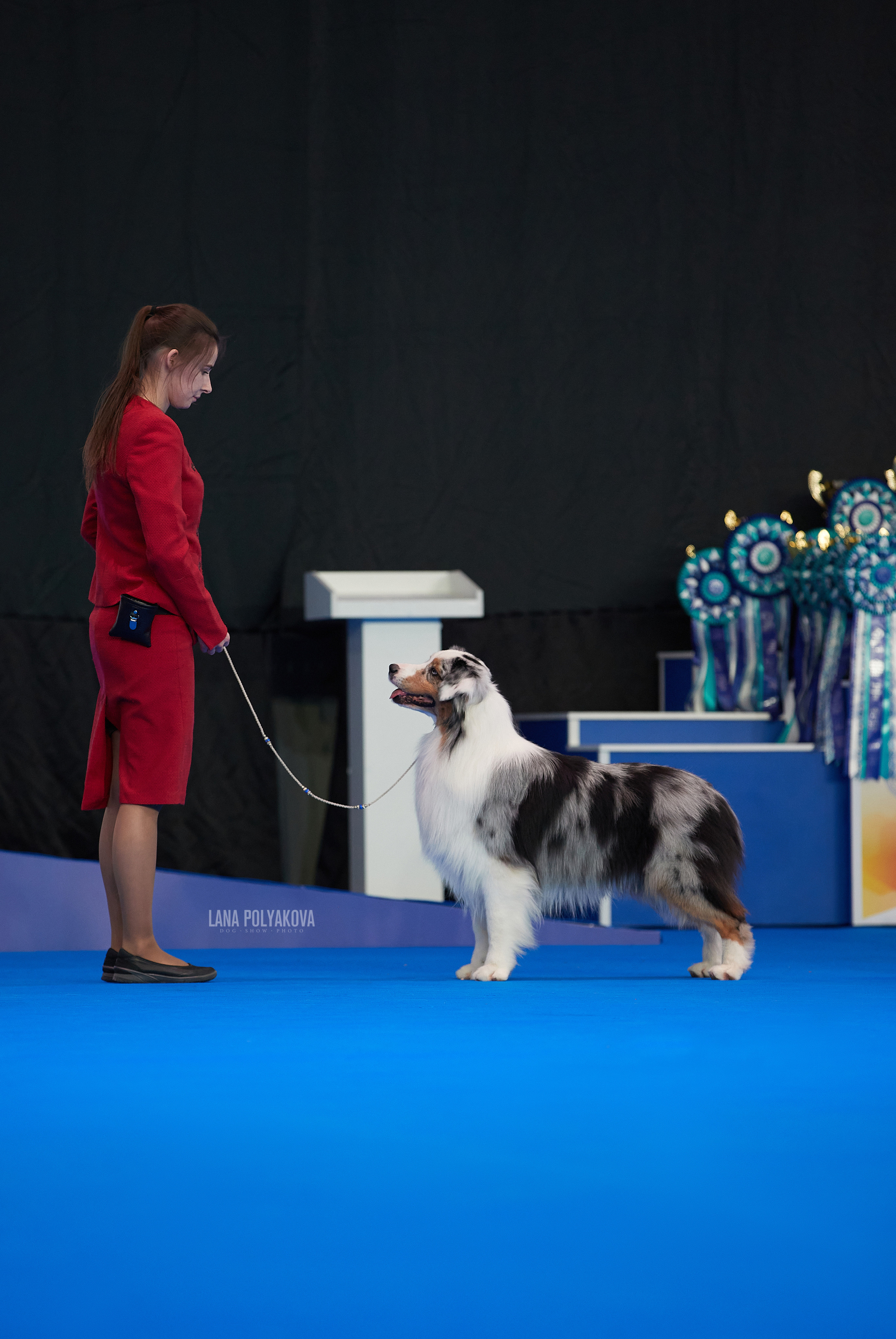 Съемки на выставке. ЕВРАЗИЯ 2021, 2 x CACIB МВЦ КРОКУС ЭКСПО. Фотограф: Лана Полякова