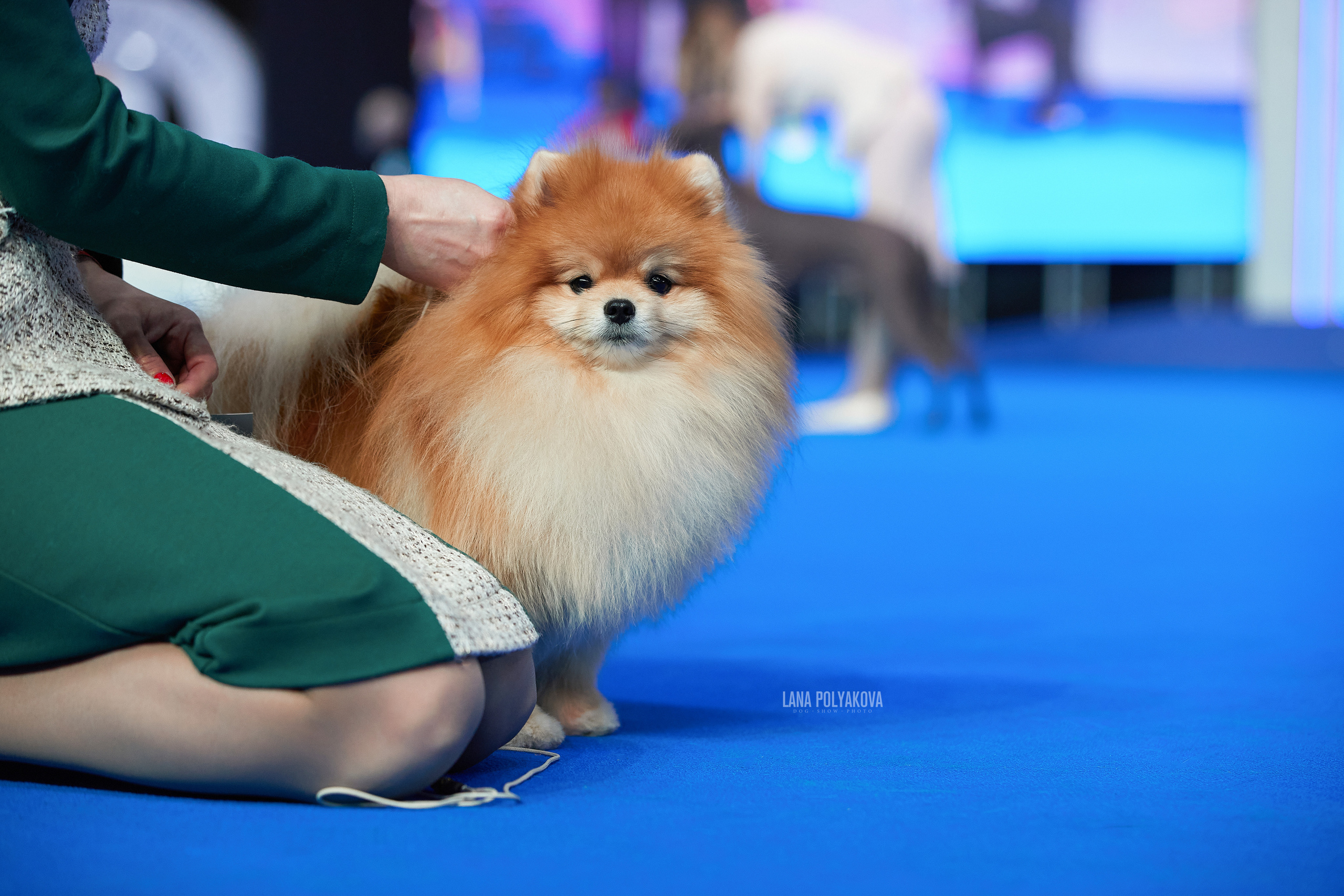 Съемки на выставке. ЕВРАЗИЯ 2021, 2 x CACIB МВЦ КРОКУС ЭКСПО. Фотограф: Лана Полякова