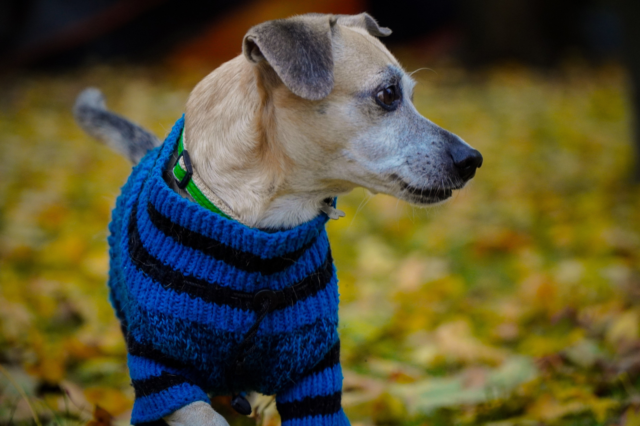 5 вёрст Наташинский 19 октября 2024. Роман Капилюшов. Бег. Фото. Видео. г. Люберцы