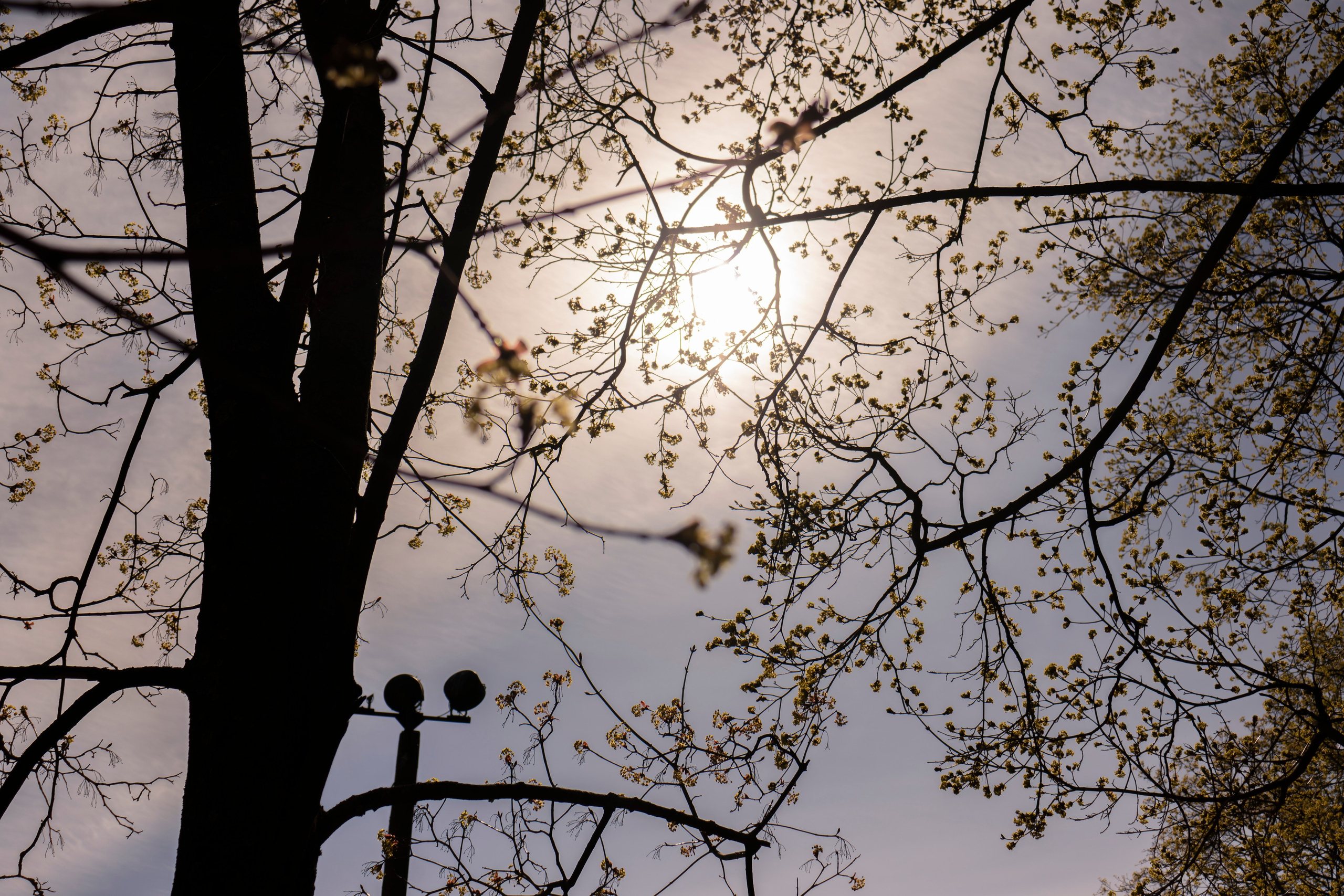 Из наблюдений. Плак или Квак