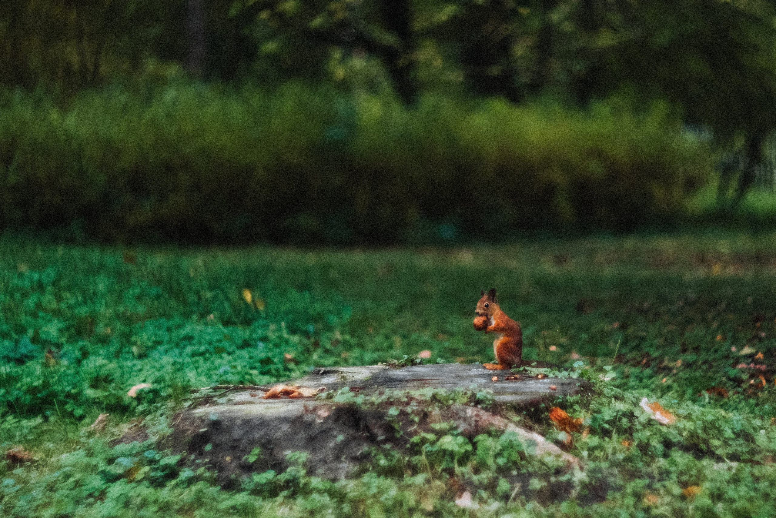 Autumn. Свадебный фотограф Санкт-Петербург DanyaPhotoart