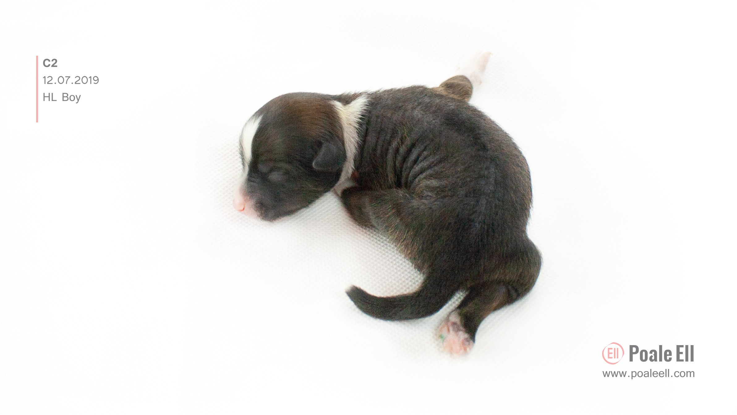 Litter C. Chinese Crested Dog Kennel Poale Ell