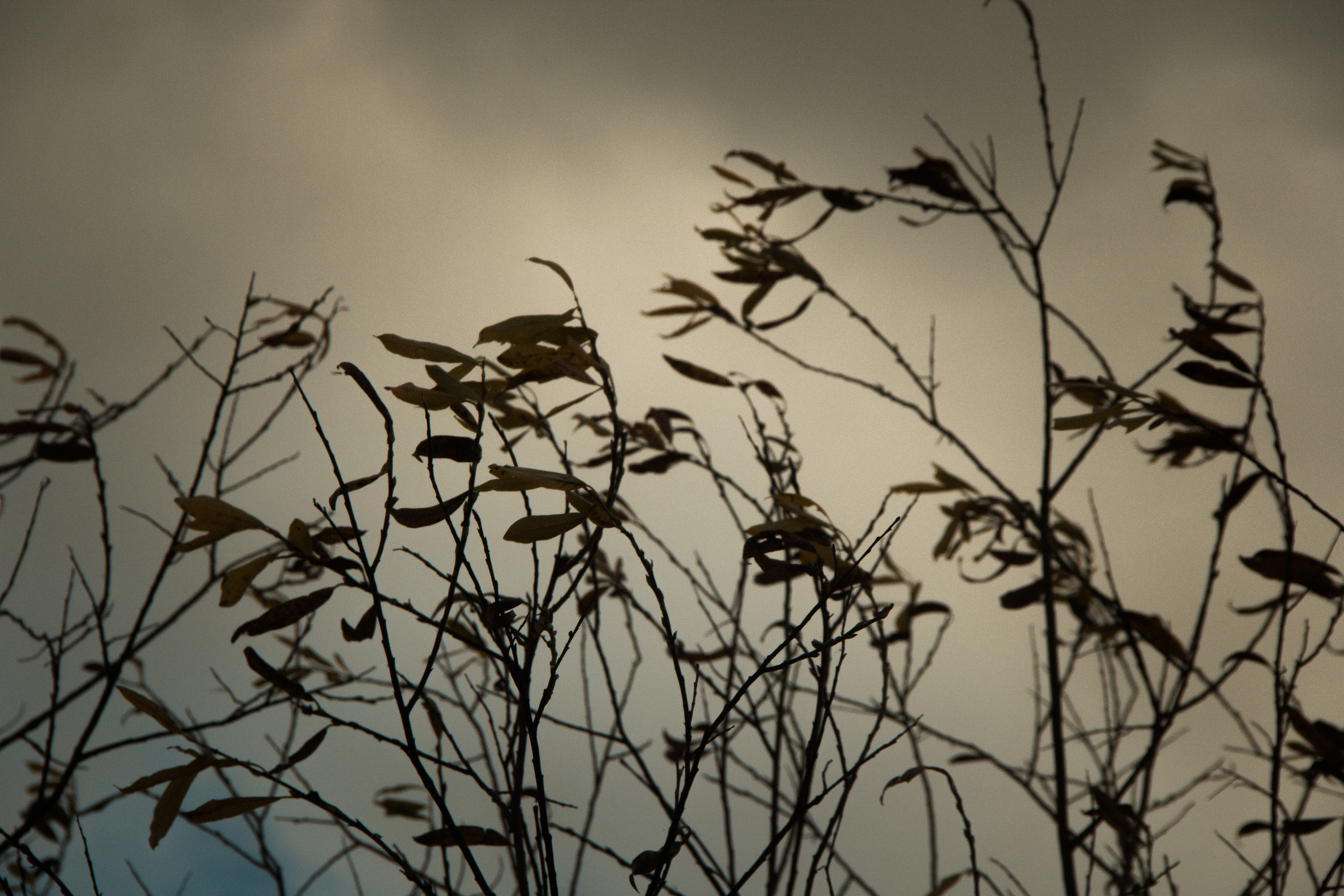 Природа/Животные