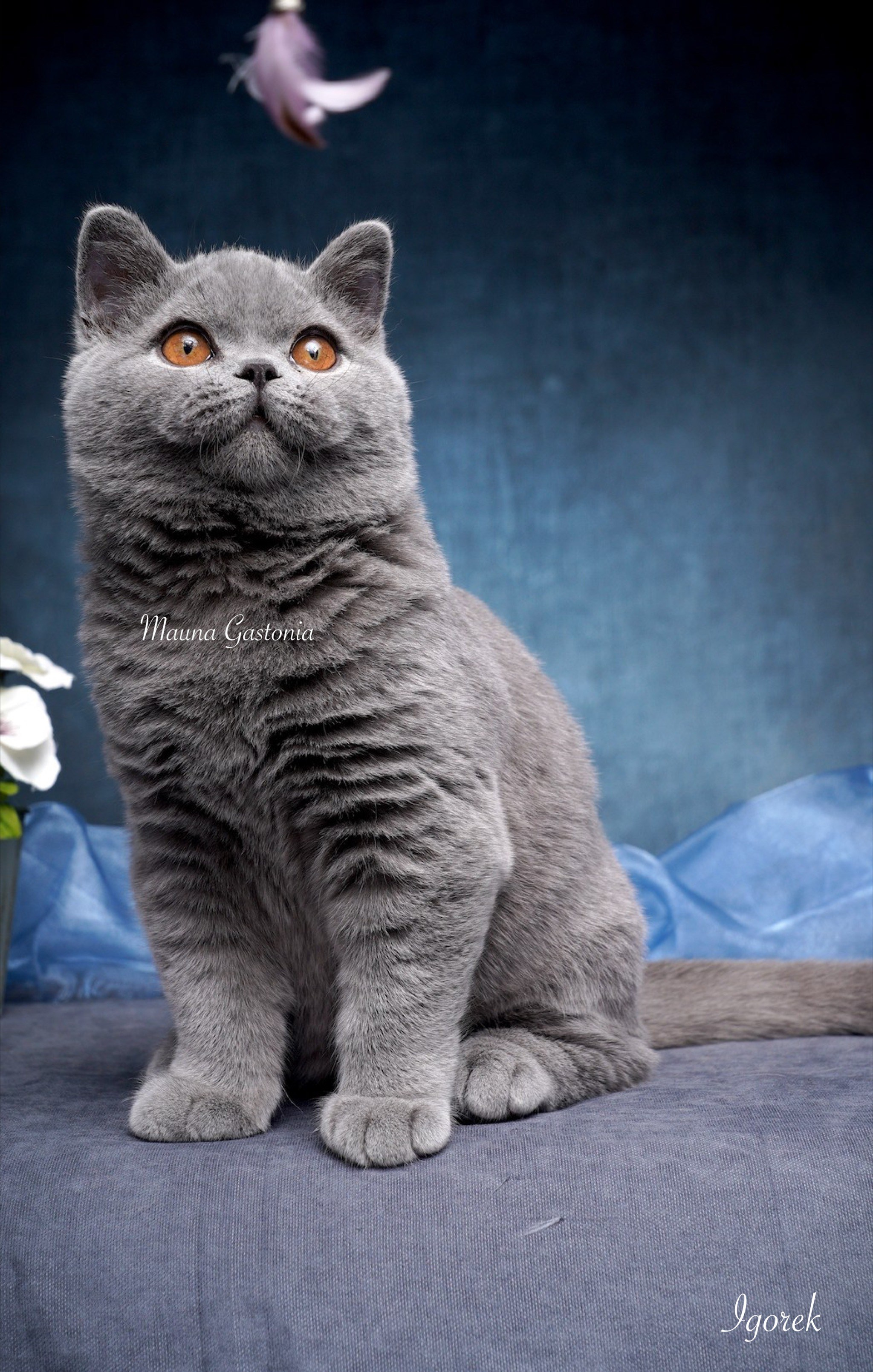 Igorek. Mauna Gastonia