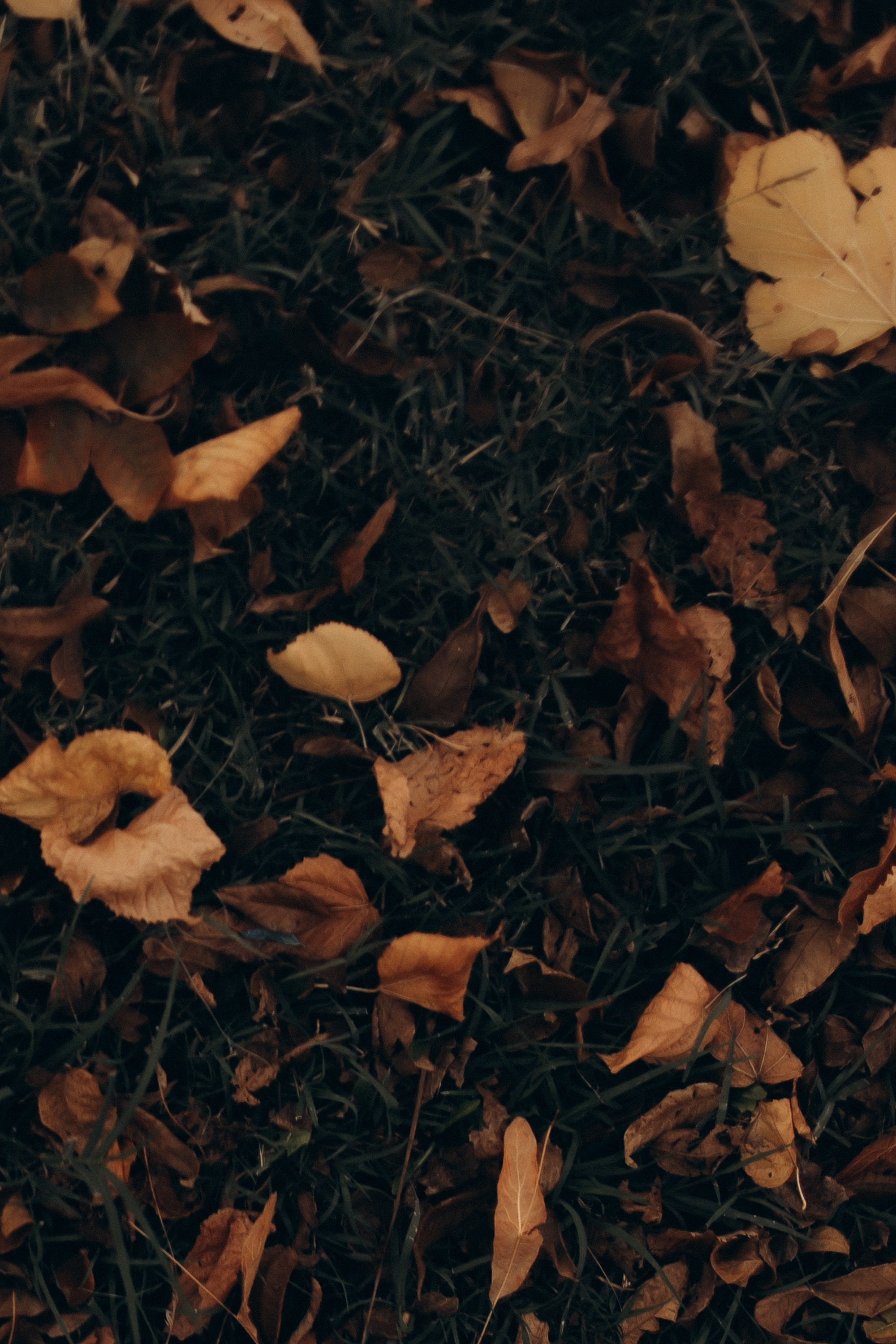 Андрей и Юля — осень. Семейный фотограф в Краснодаре Храмова Анна