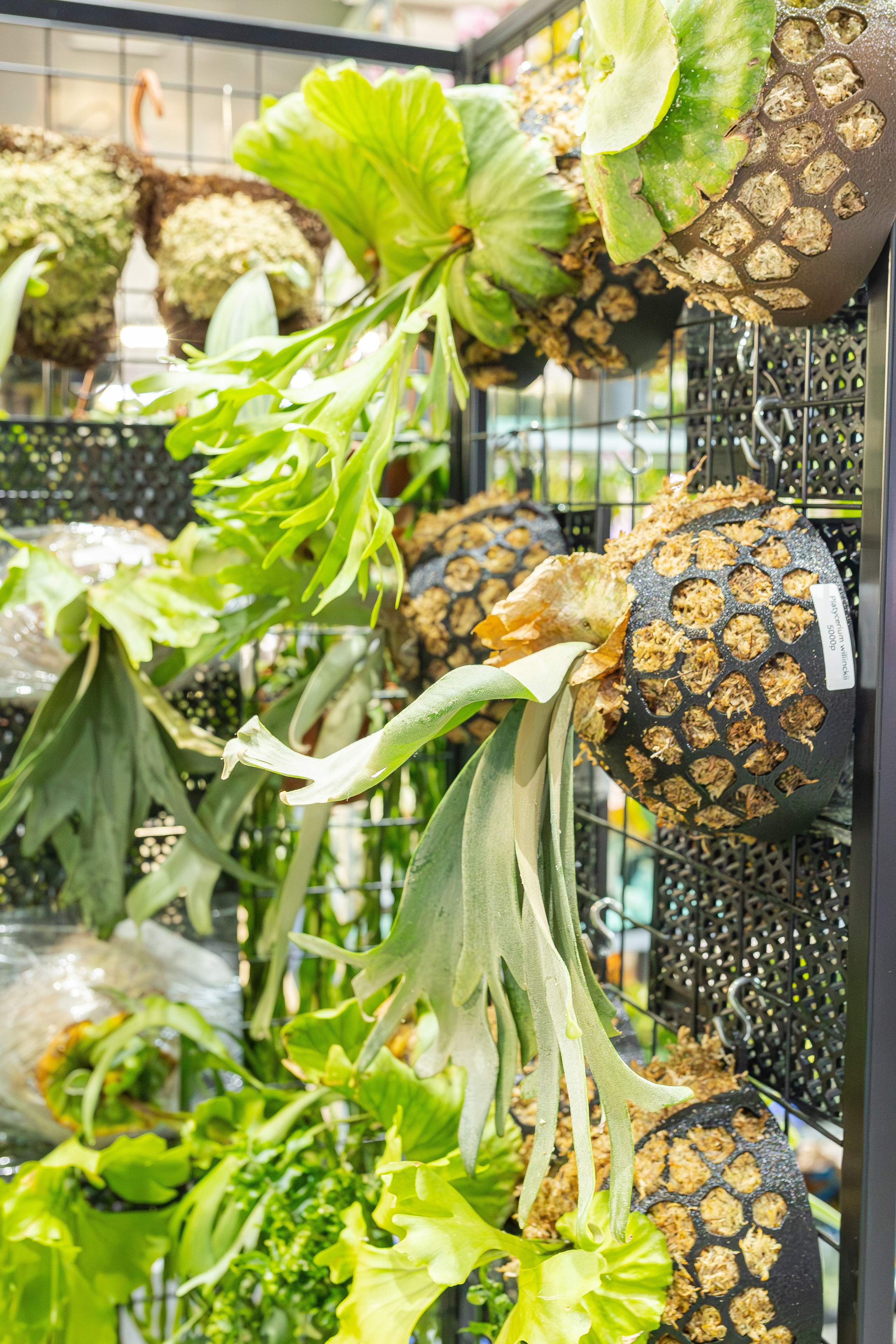 Монстериум апрель 2026. Александра Куликова фотограф, Москва