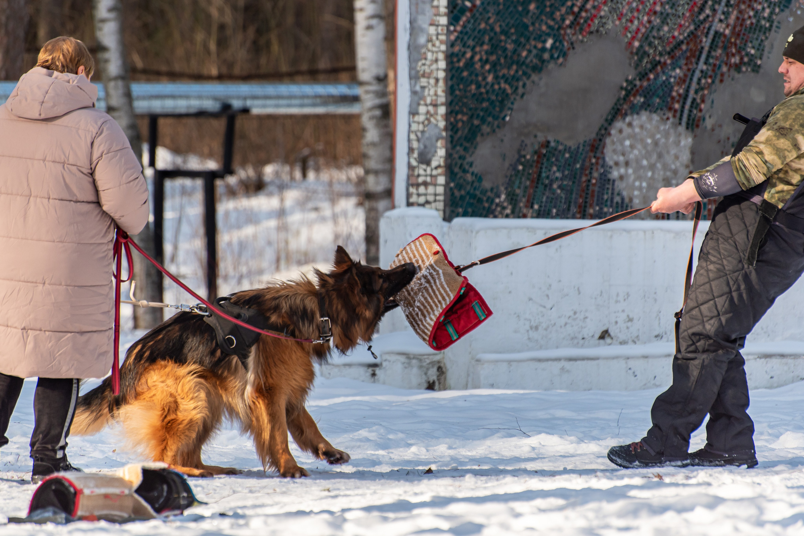 Фотосъёмка с собаками в Кинологическом лагере. Фотограф Макс Огурцов в Нижнем Новгороде