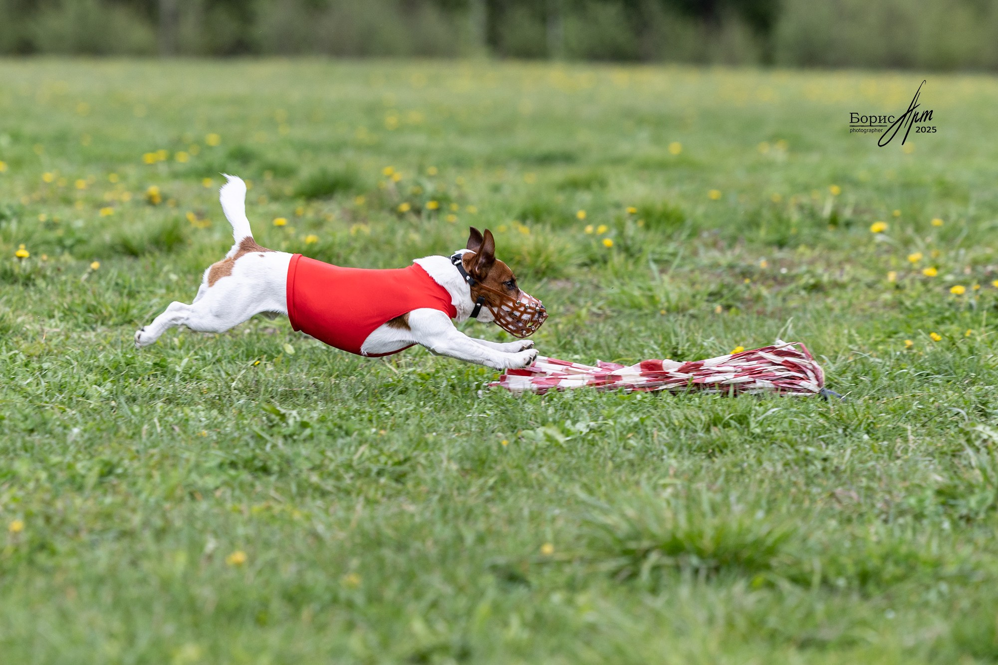 КУРСИНГ. Борис Артамонов фотограф — анималист. Москва