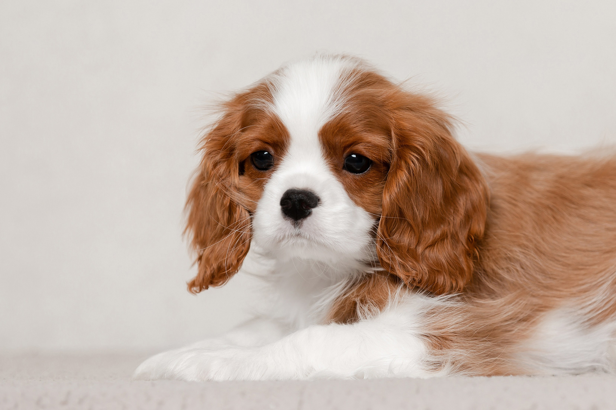Щенки кавалера кинг-чарльз-спаниеля. Фотограф-анималист в Краснодаре Маша Мельникова