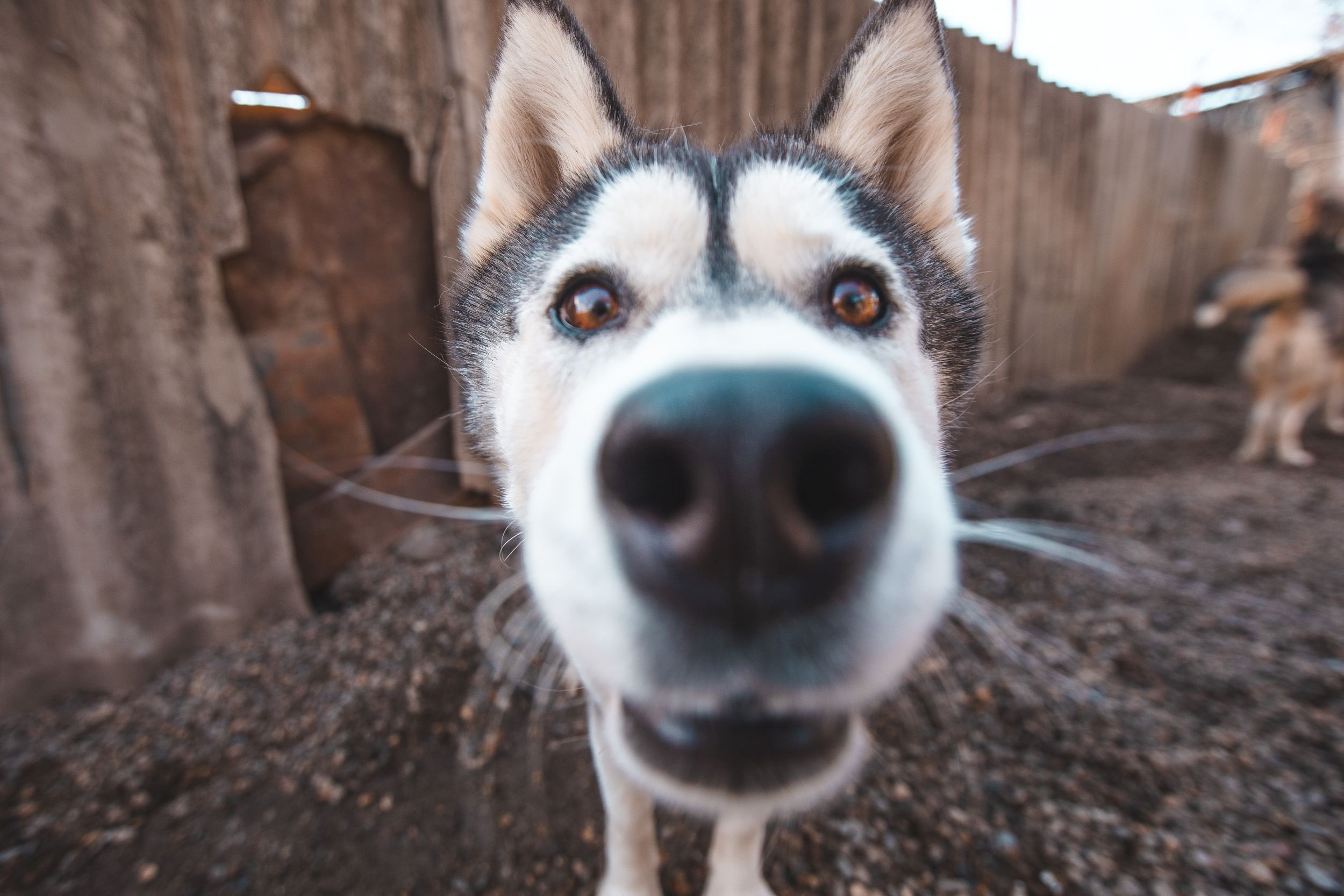 Детская экскурсия в кинологическом центре. Фотограф Марина Верятинская | Краснодар