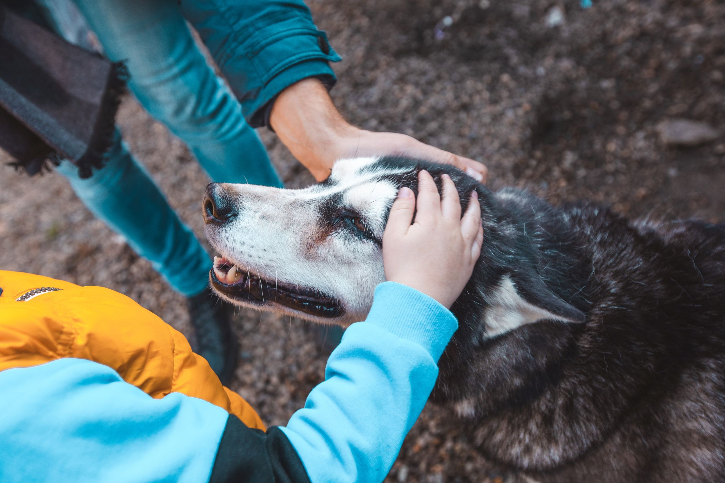 Детская экскурсия в кинологическом центре. Фотограф Марина Верятинская | Краснодар