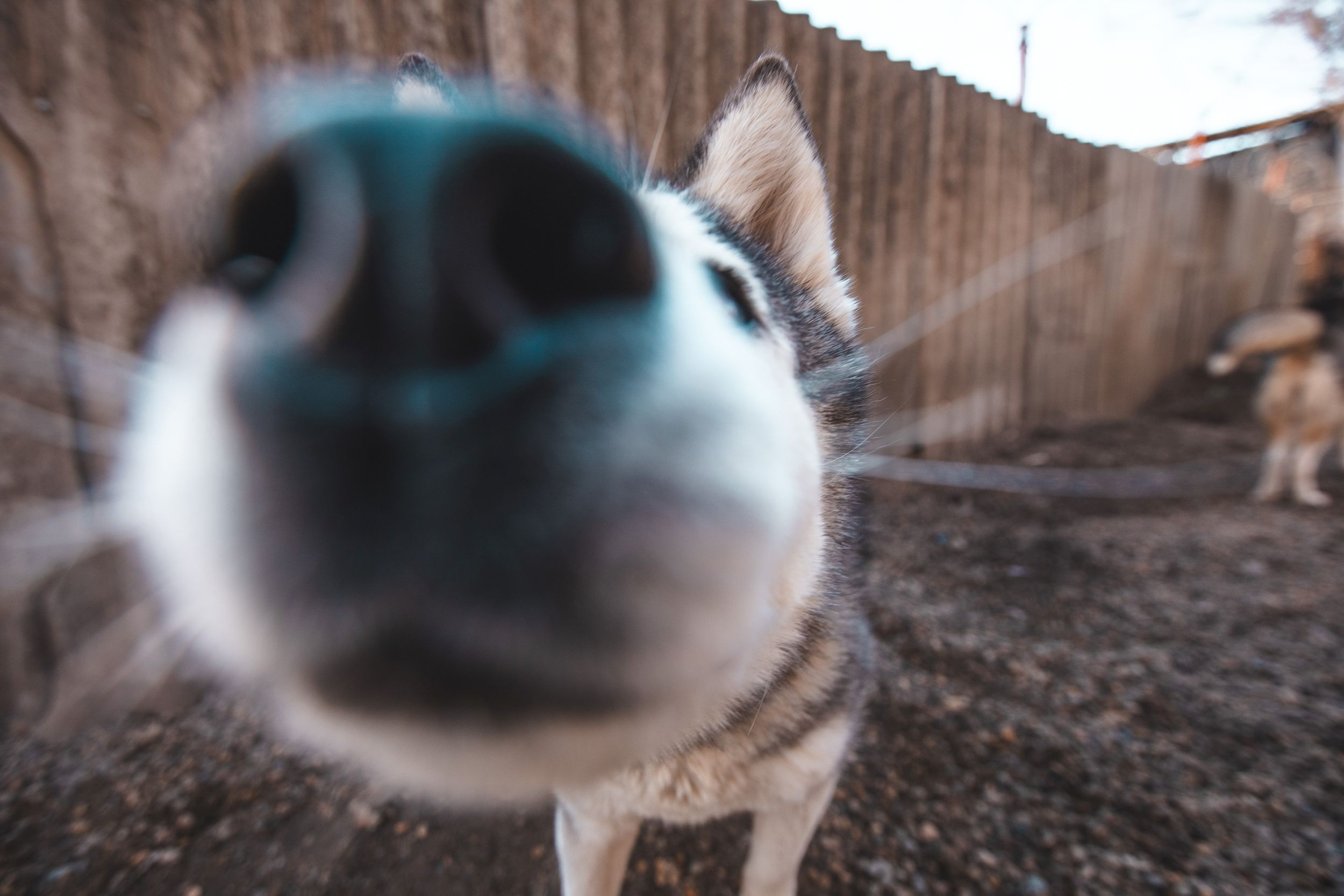 Детская экскурсия в кинологическом центре. Фотограф Марина Верятинская | Краснодар