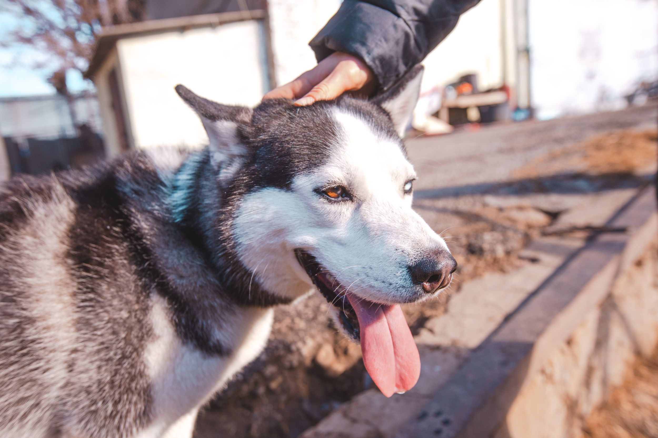 Детская экскурсия в кинологическом центре. Фотограф Марина Верятинская | Краснодар
