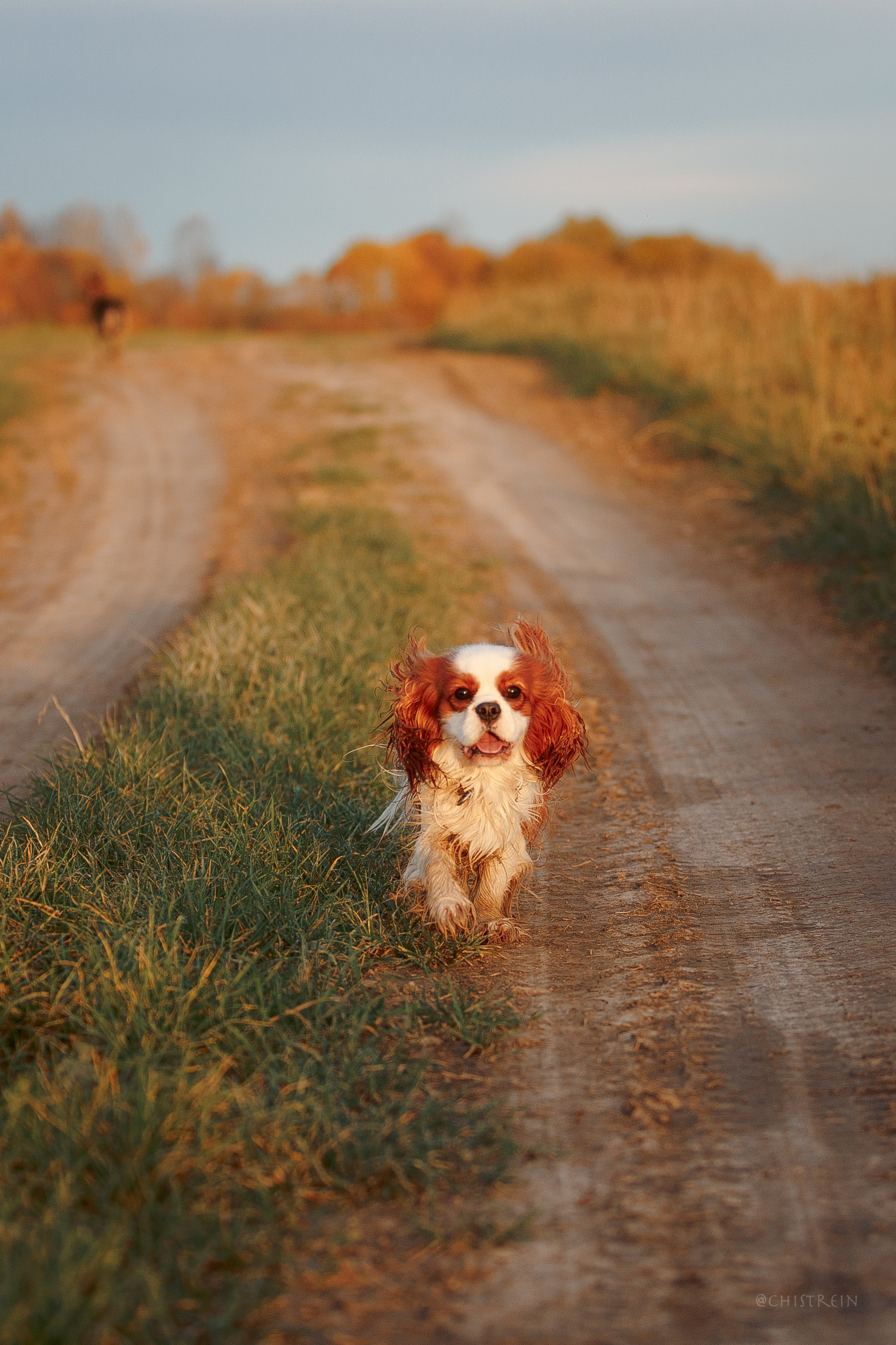 Октябрьский закат в полях. Алина и Лео. Фотограф-анималист Наталия Чистюхина в г. Сосновый Бор и ЛО
