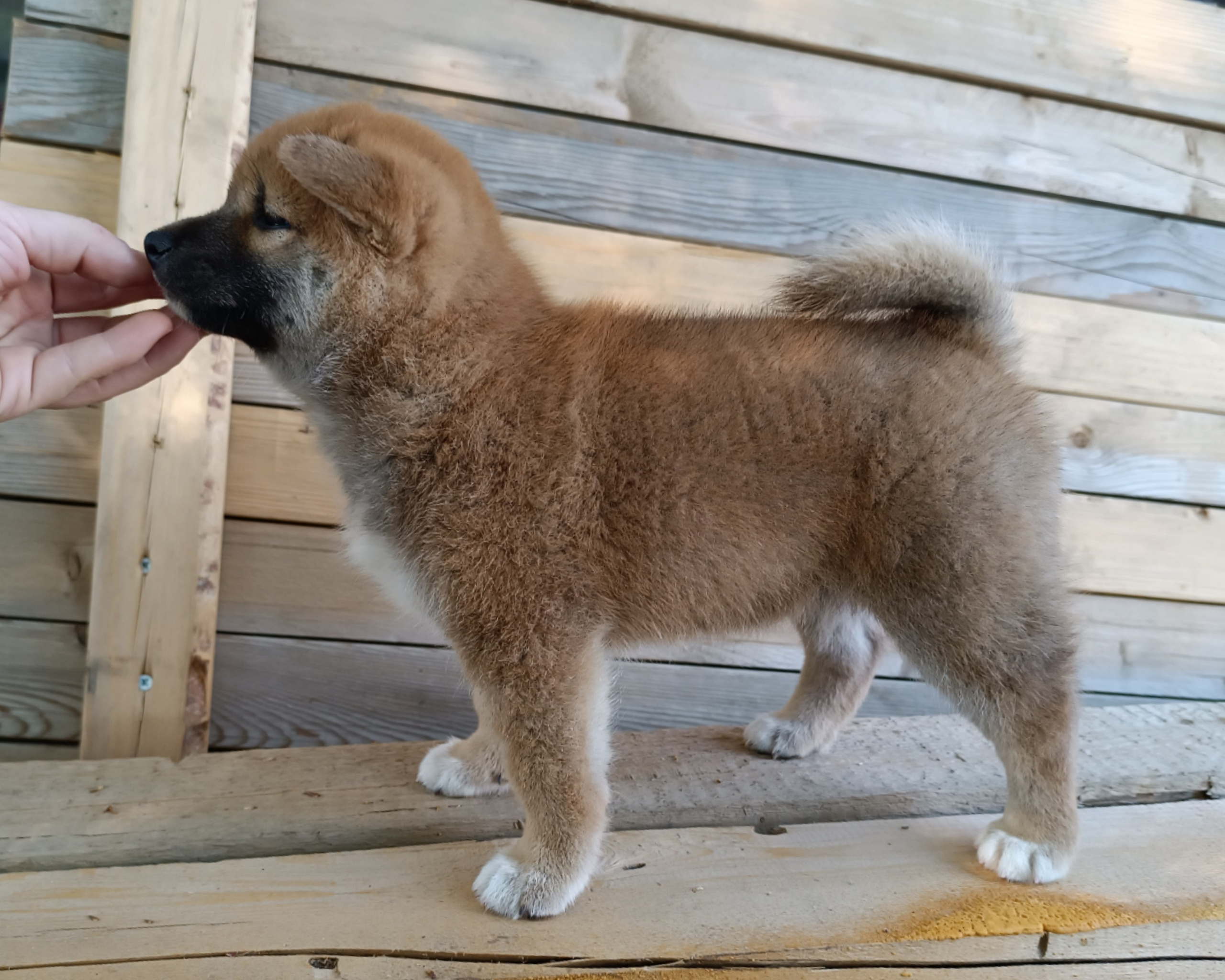 сиба питомник Рубилайт щенки на продажу rubylight  сиба щенки купить СПб Санкт-Петербург