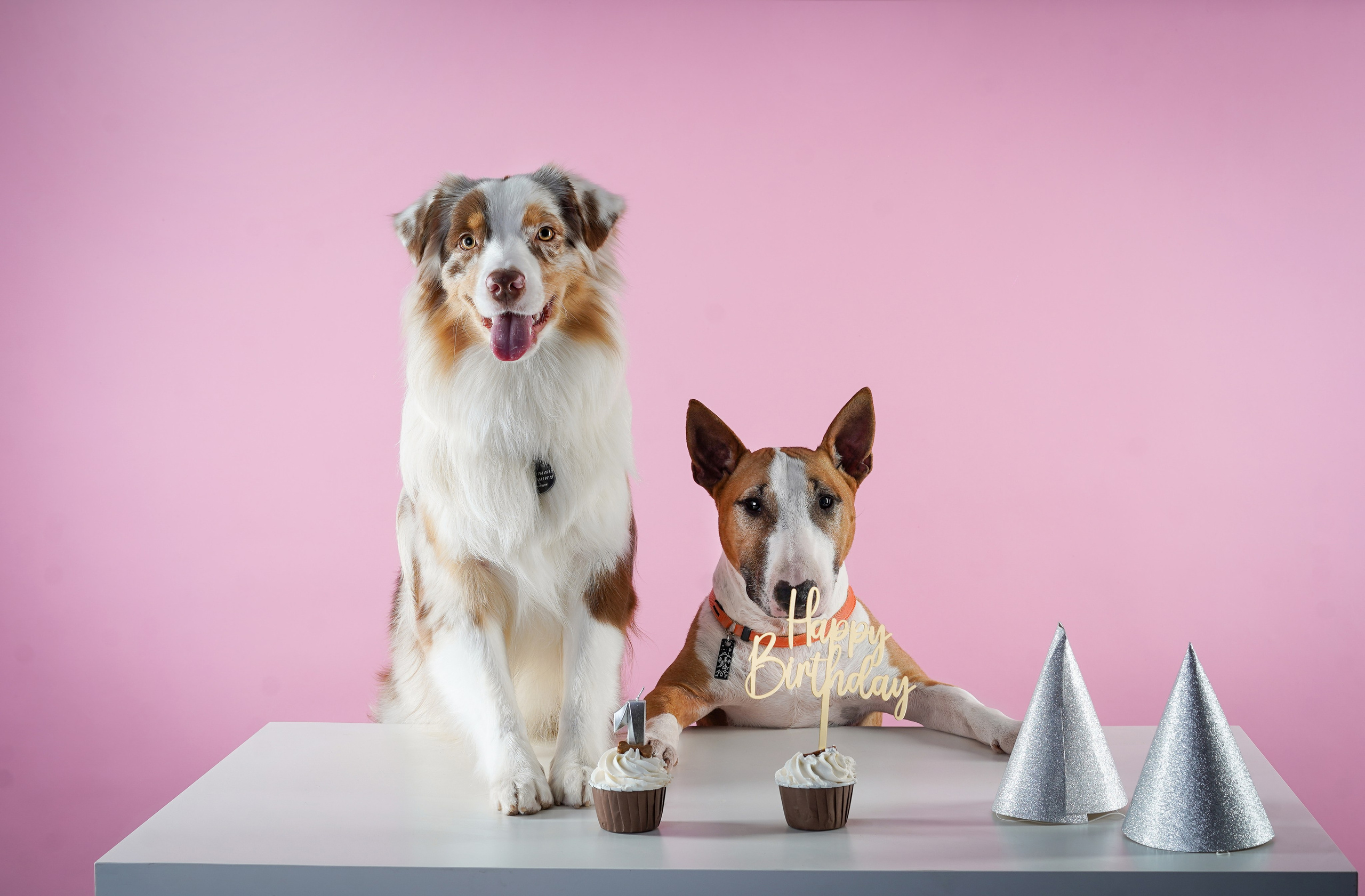 День Рождения Панды. Фотограф-анималист в Санкт-Петербурге Яна Мартынова