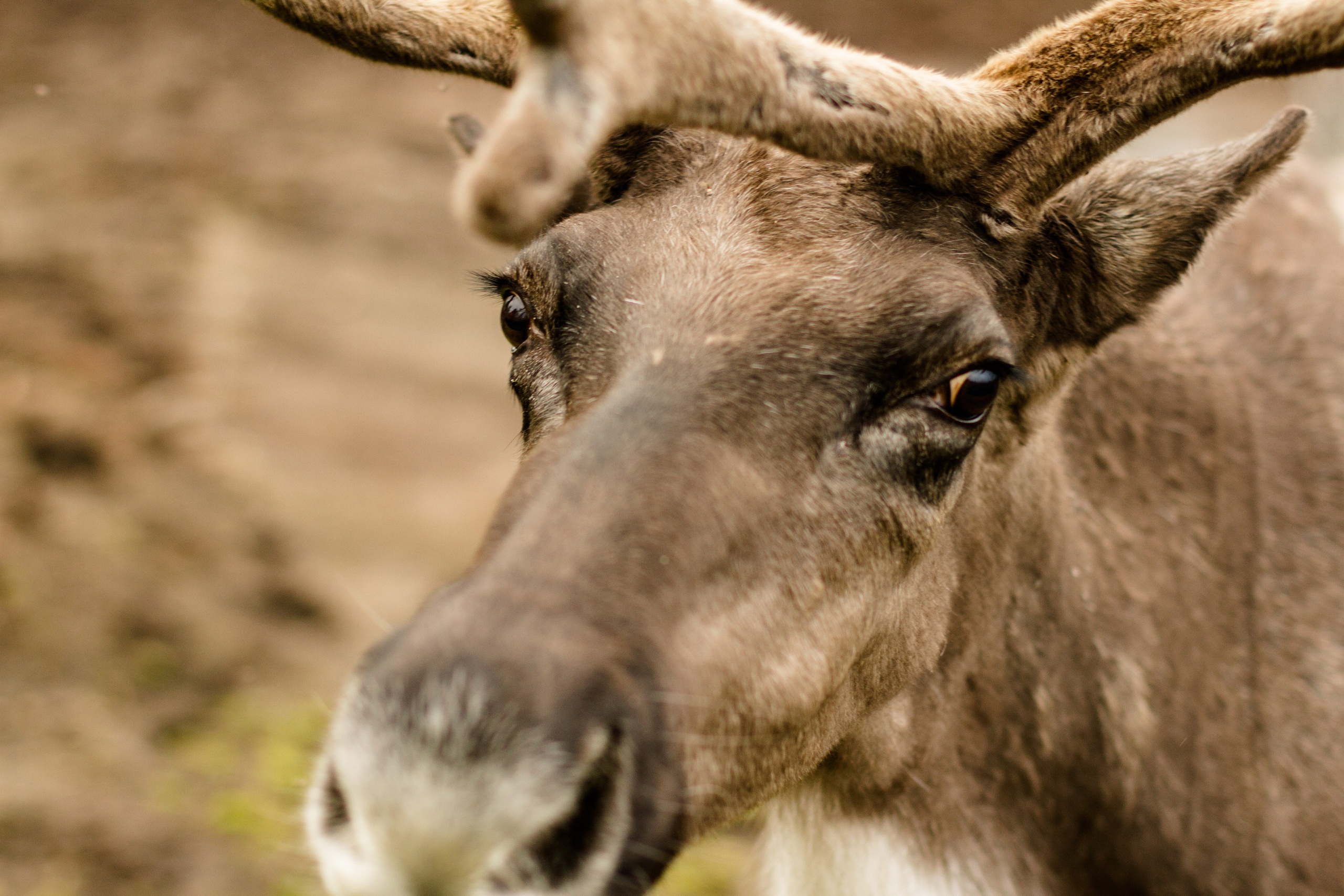 The last protector of Imlor lake. Documentary photographer, film maker and storyteller