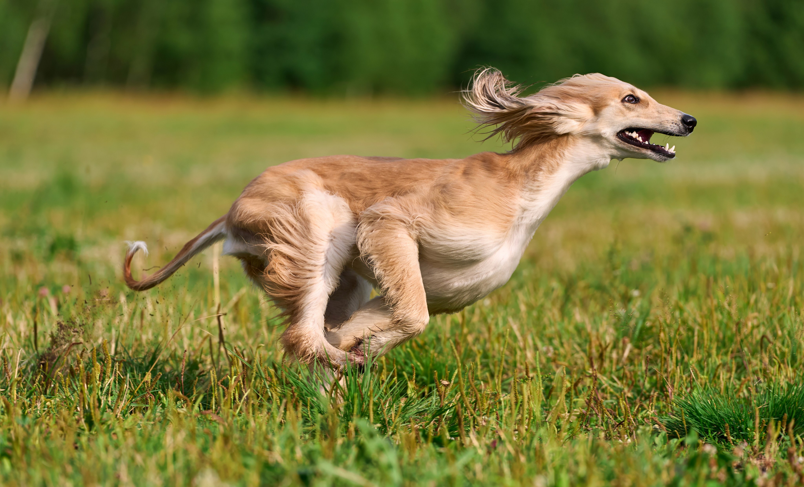 Тренировка по курсингу в Донино. Фотограф-анималист Михаил Манухин