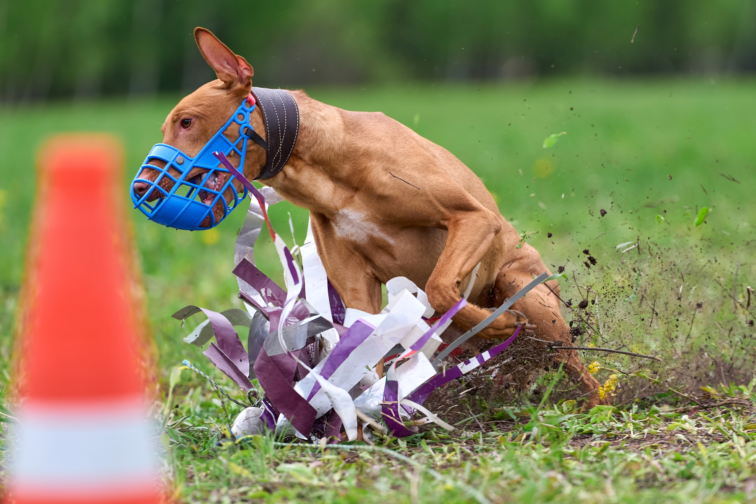 Тренировка по курсингу Донино. Фотограф-анималист Михаил Манухин