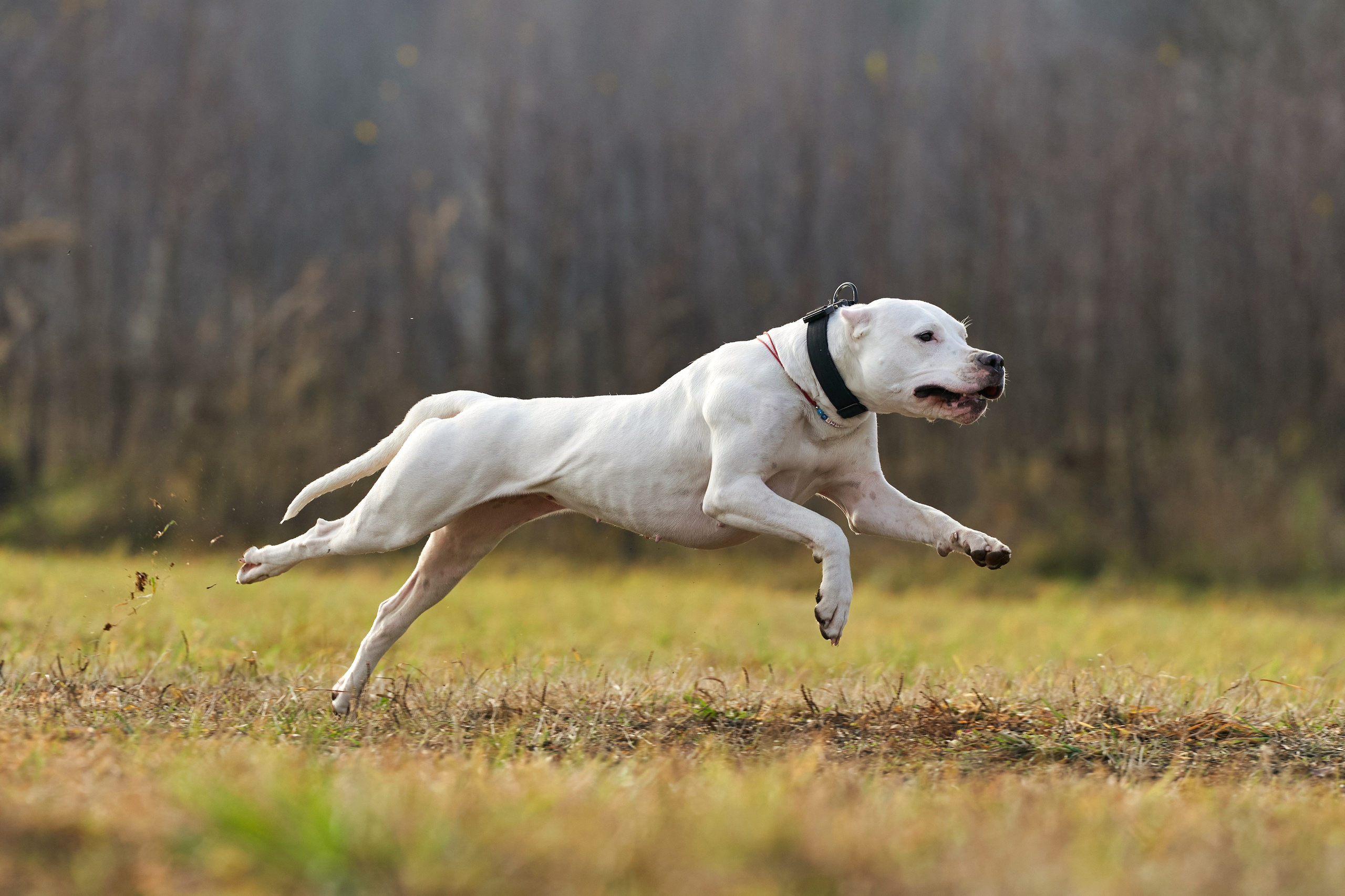 Репортажная съемка. Фотограф-анималист Михаил Манухин