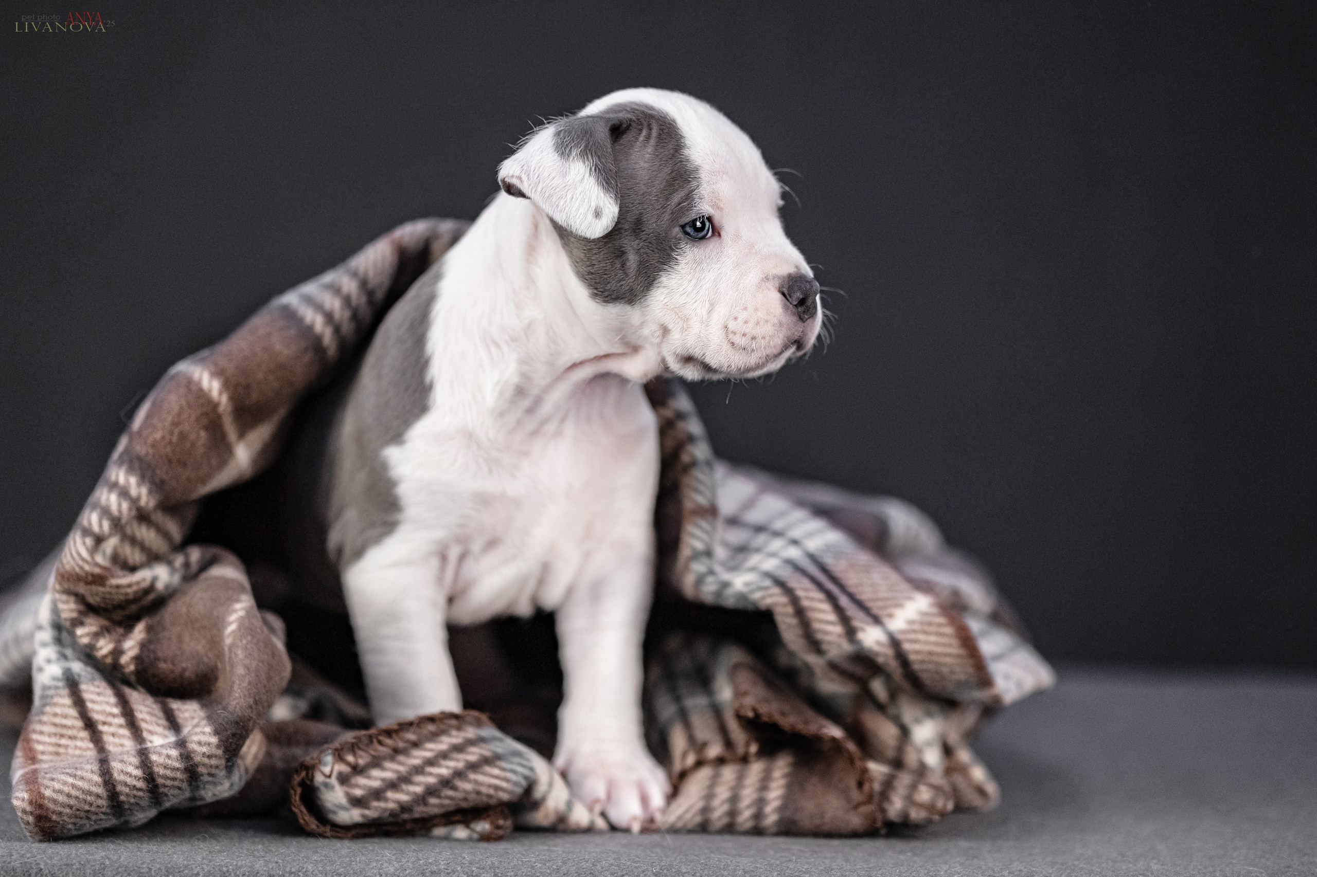 Стаффик. Фотограф анималист Аня Ливанова | Рыбинск