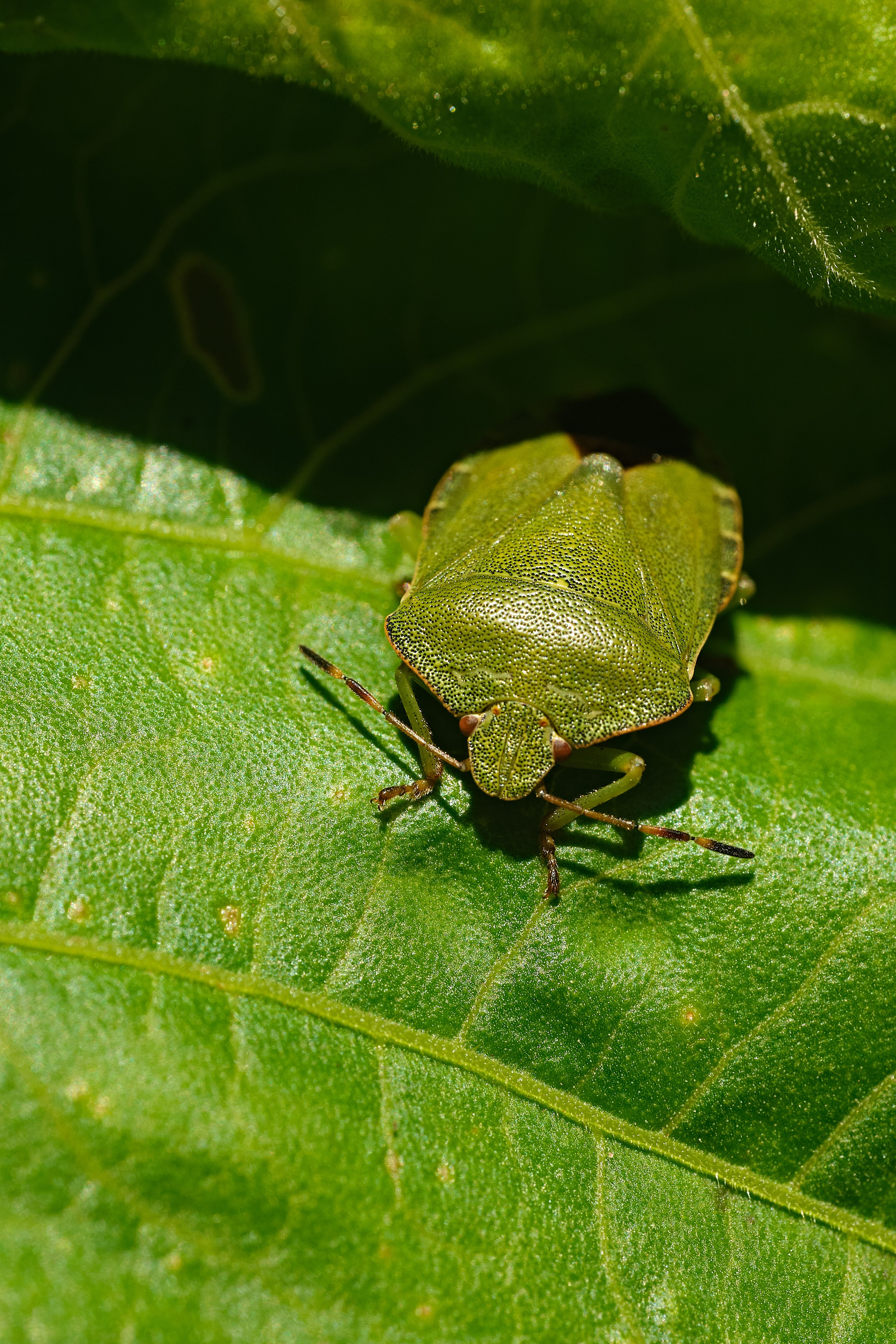 Nature. Рекламная фото и видео съёмка в Екатеринбурге