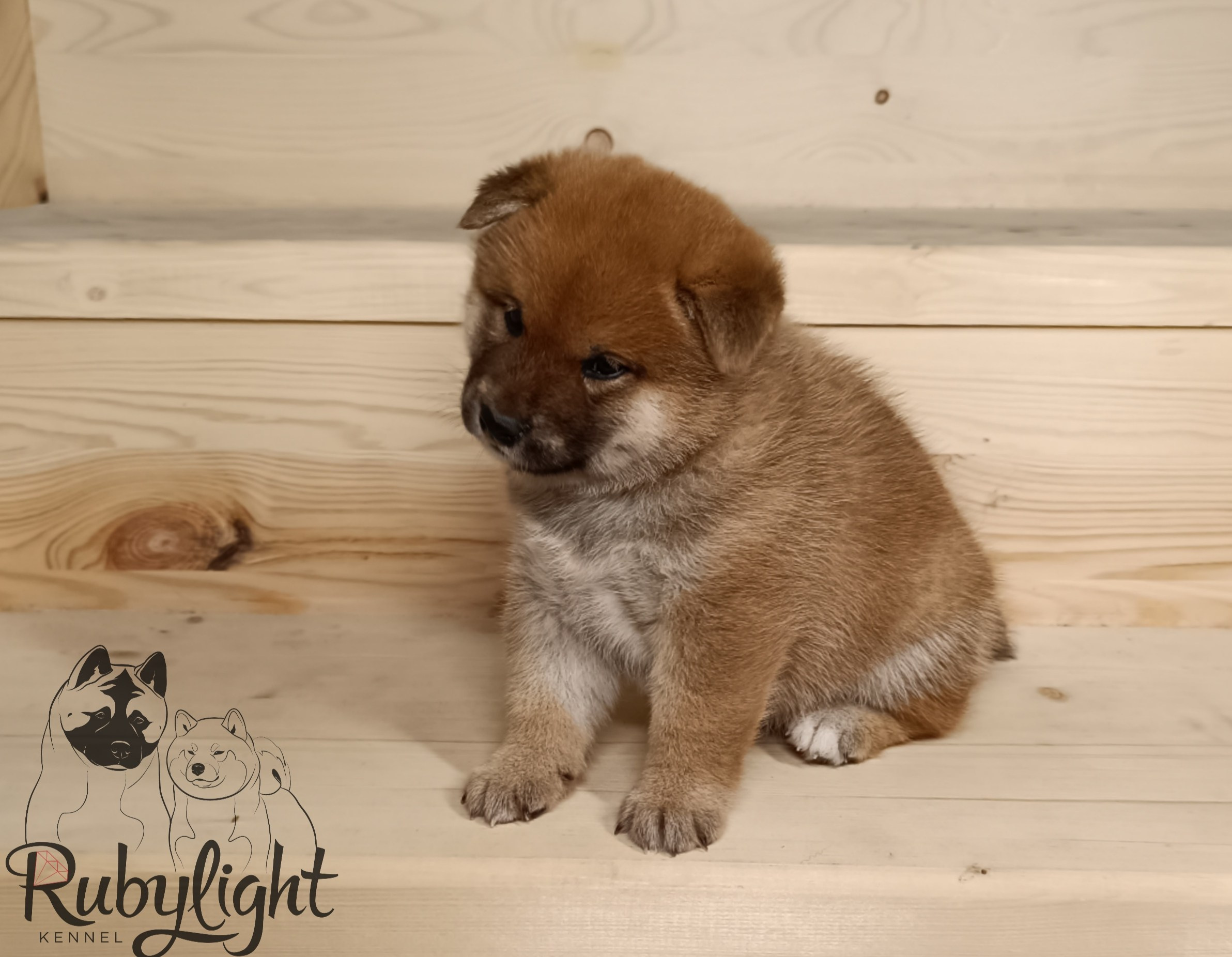 Сиба Rubylight Everest питомник Рубилайт 