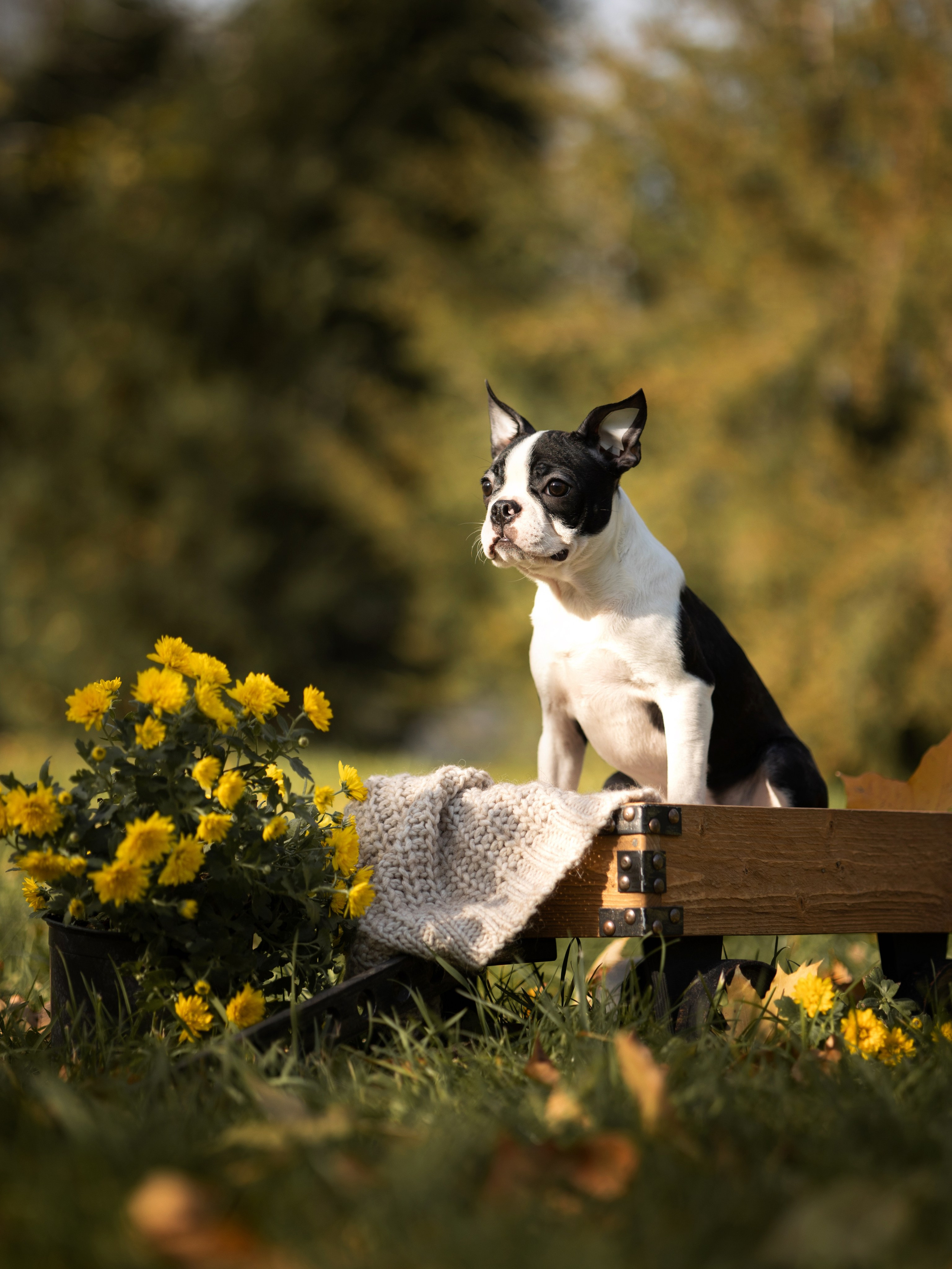 Щенки бостики. Главная