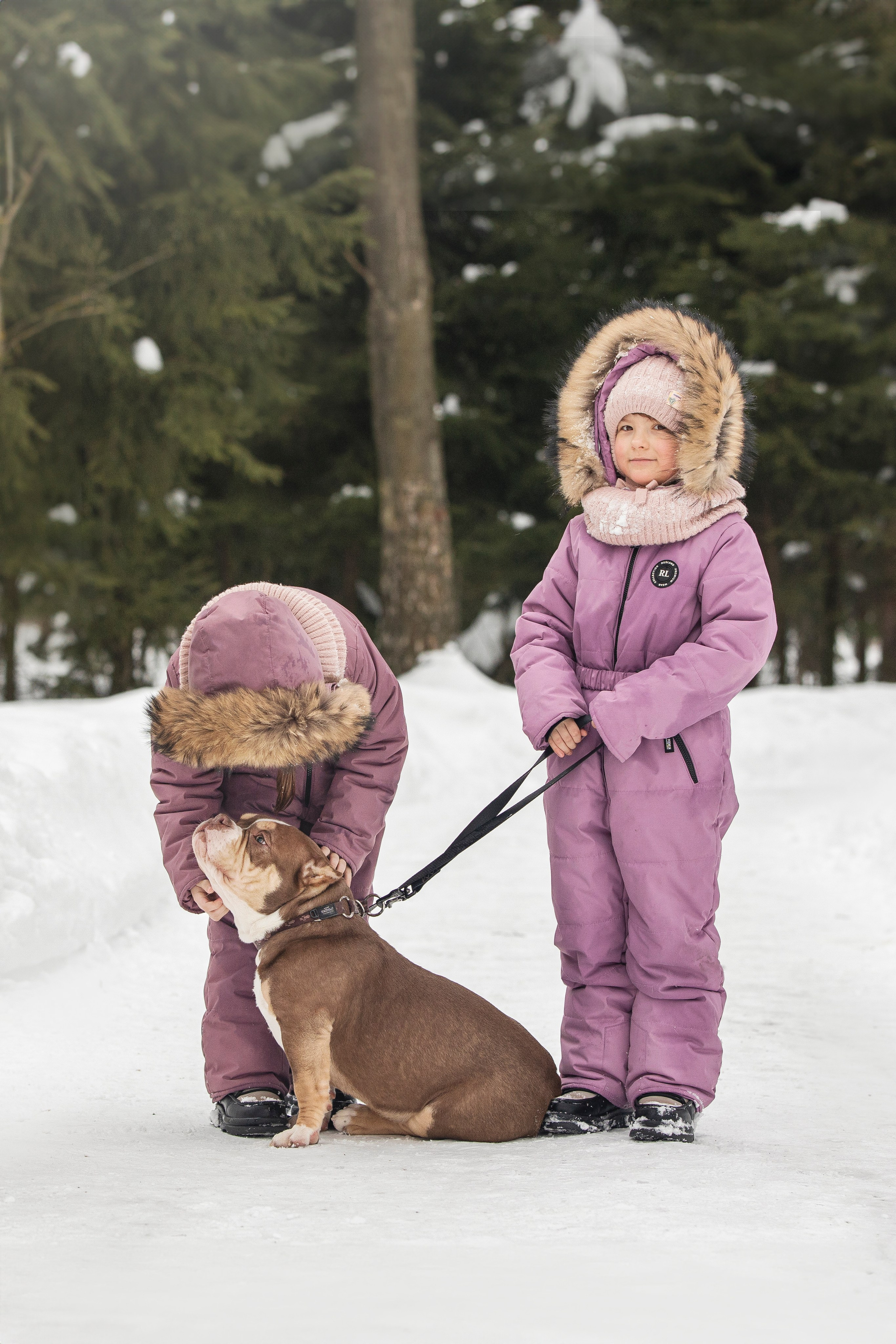 Американские булли. Фотограф анималист в Москве Майорова Евгения