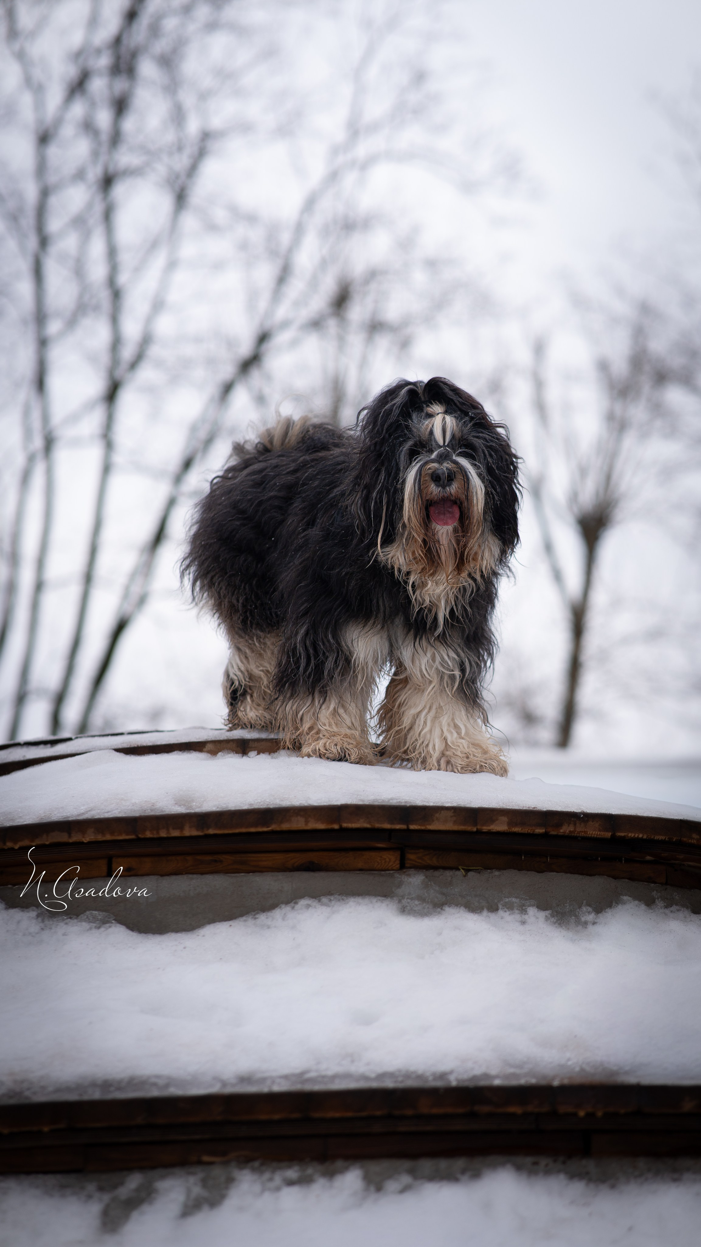 Тибетский терьер Кики. Фотограф-анималист Асадова