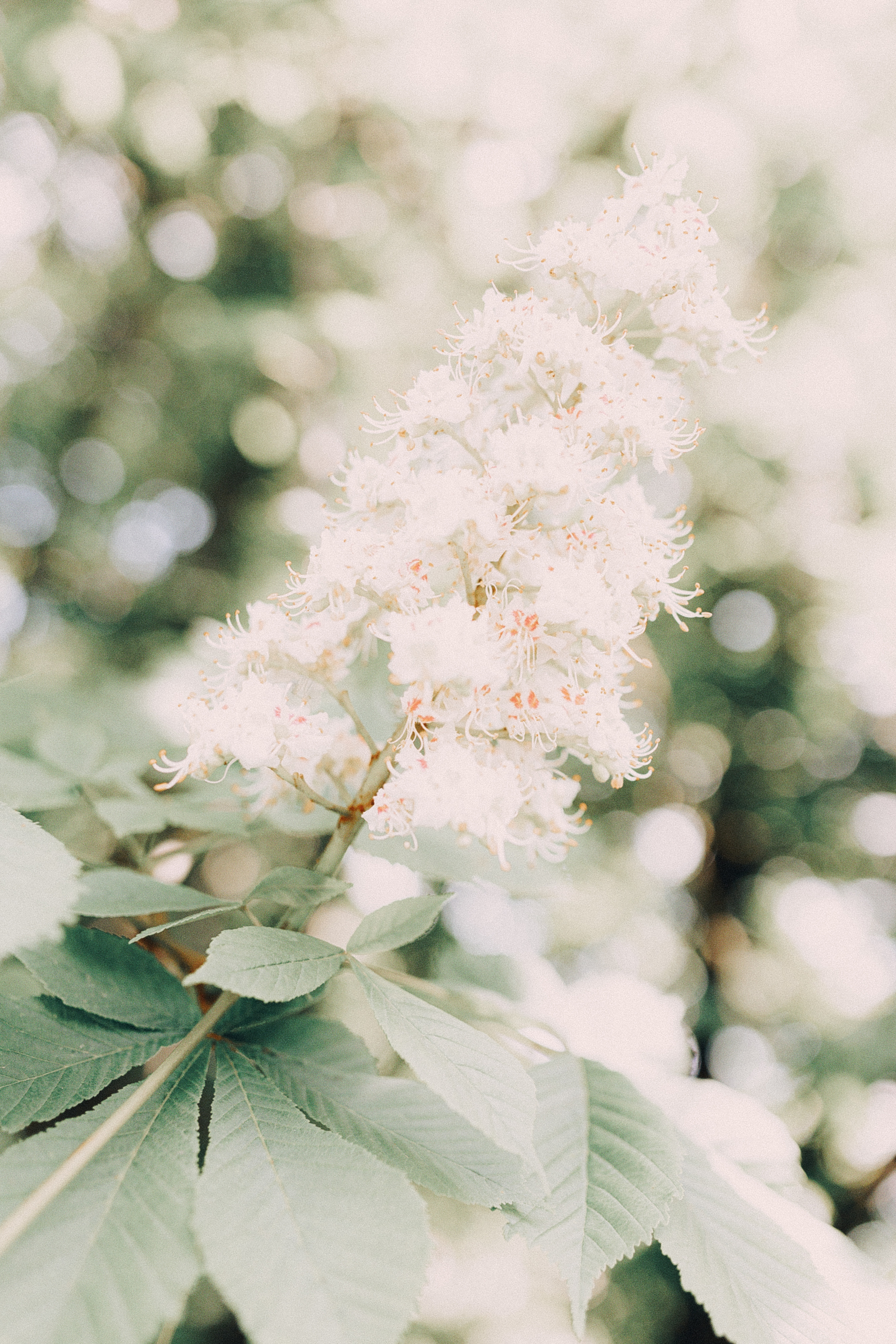 Василиса. Сиреневей сад. Фотограф Хабаровск| Яна Золотова LifeStyle портрет, в ожидании, пары,
