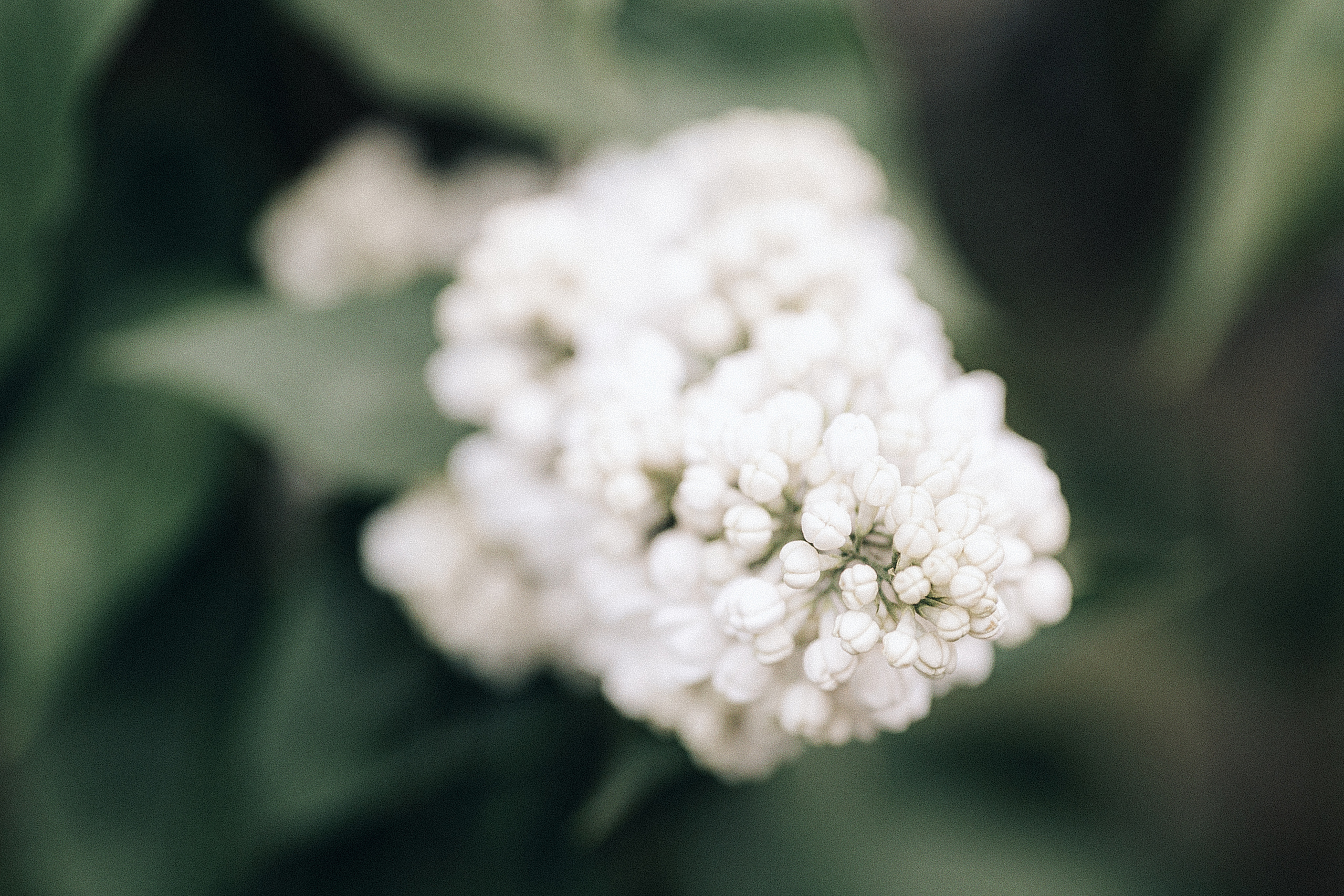 Василиса. Сиреневей сад. Фотограф Хабаровск| Яна Золотова LifeStyle портрет, в ожидании, пары,